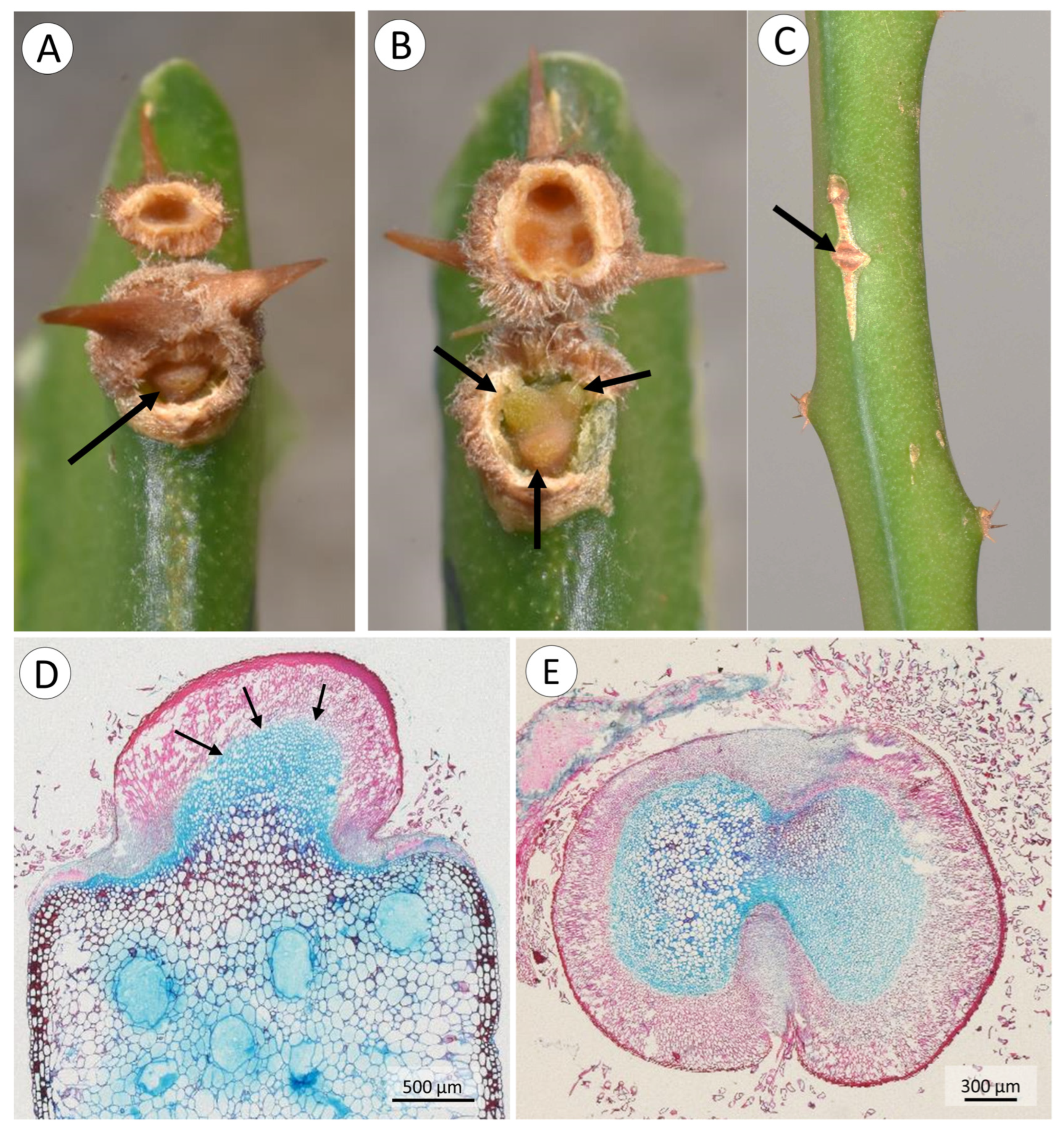 Biomimetics 08 00220 g007