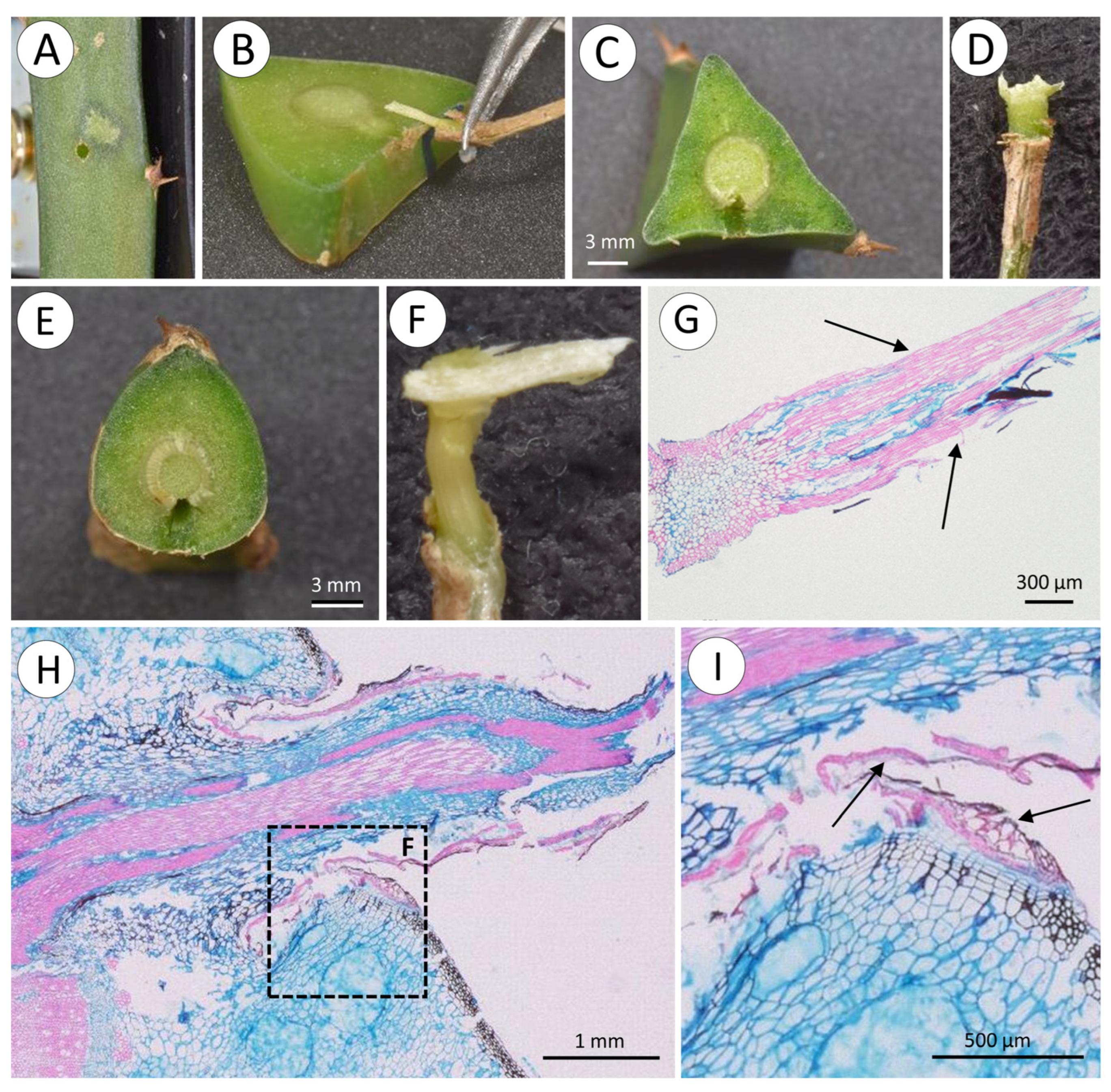 Biomimetics 08 00220 g009