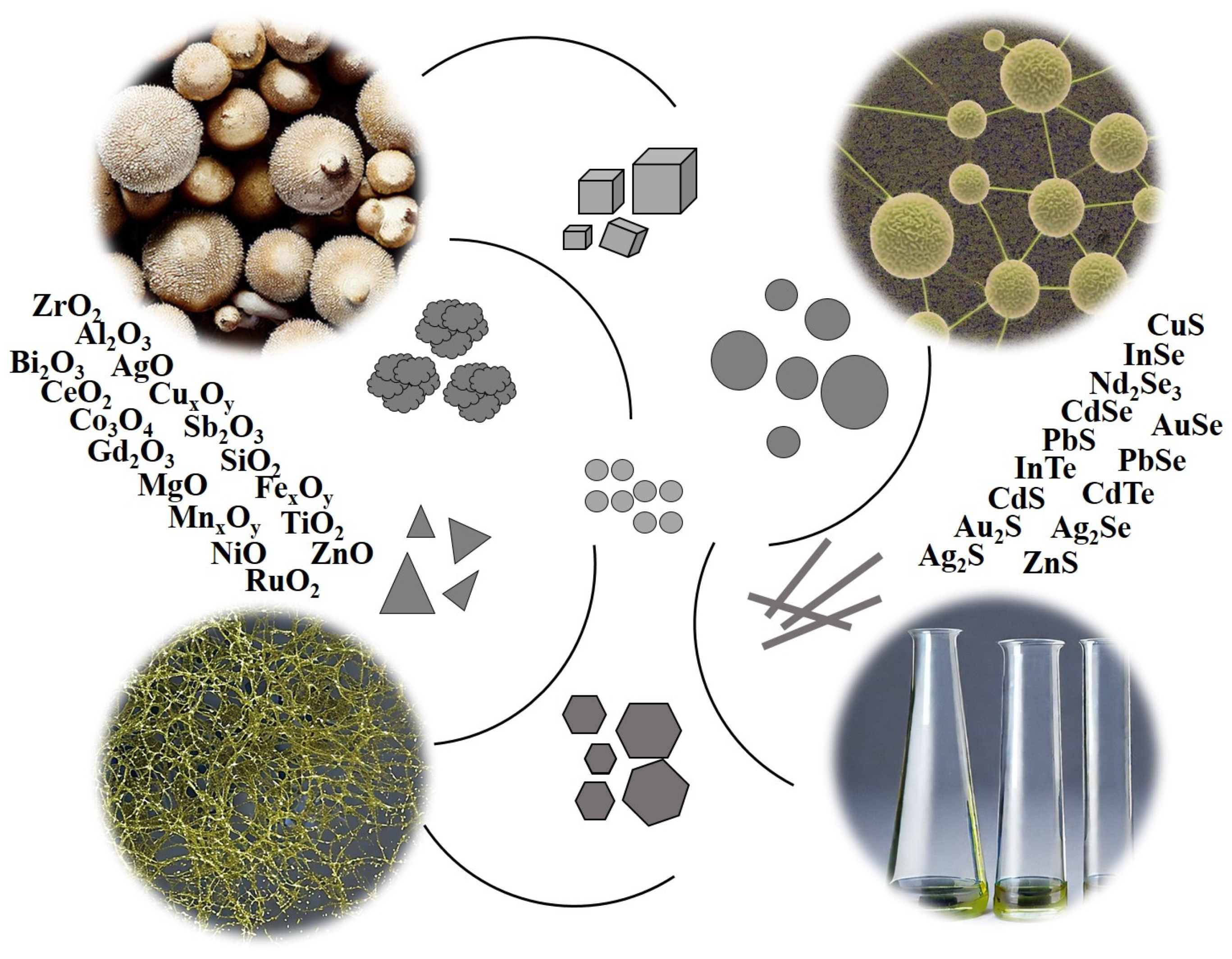 Biomimetics 08 00224 g002