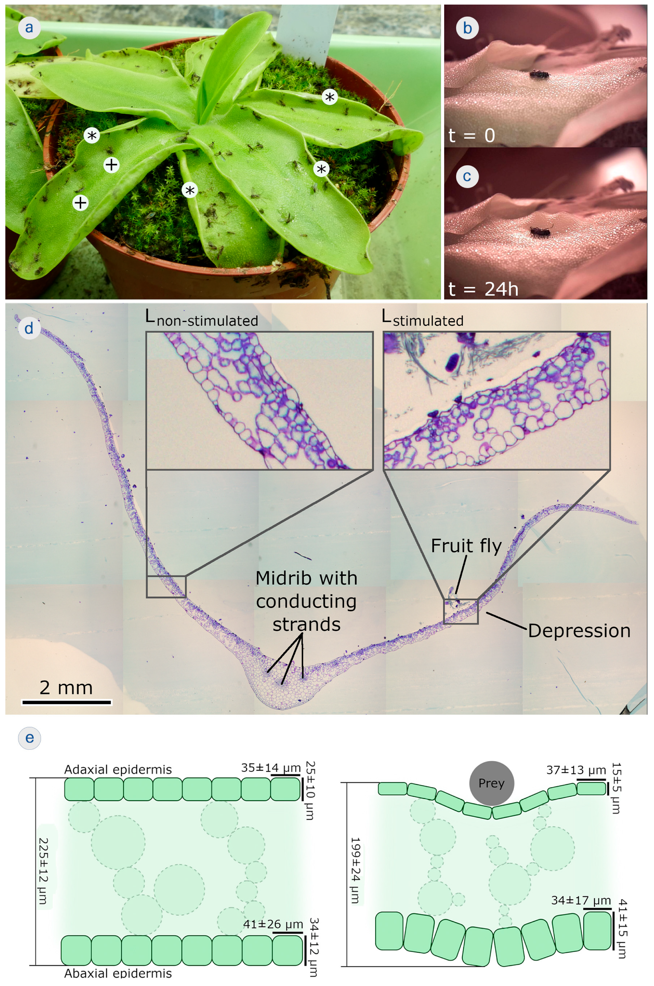 Biomimetics 08 00233 g004
