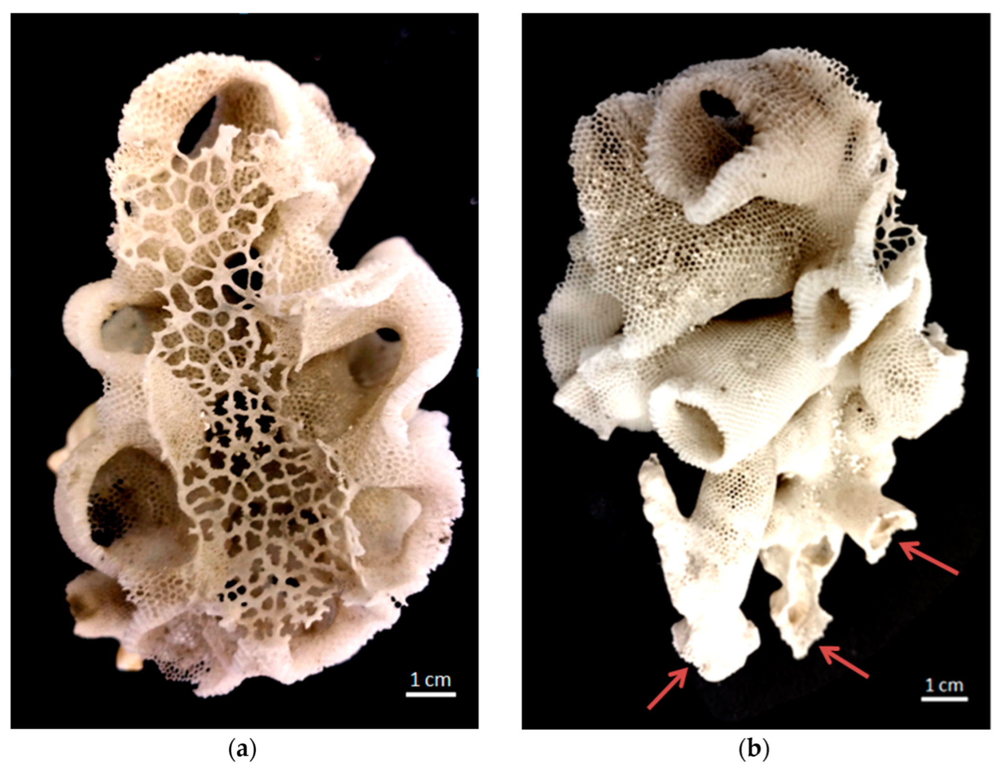 Biomimetics 08 00234 g002 Biomimetics 08 00234 g002