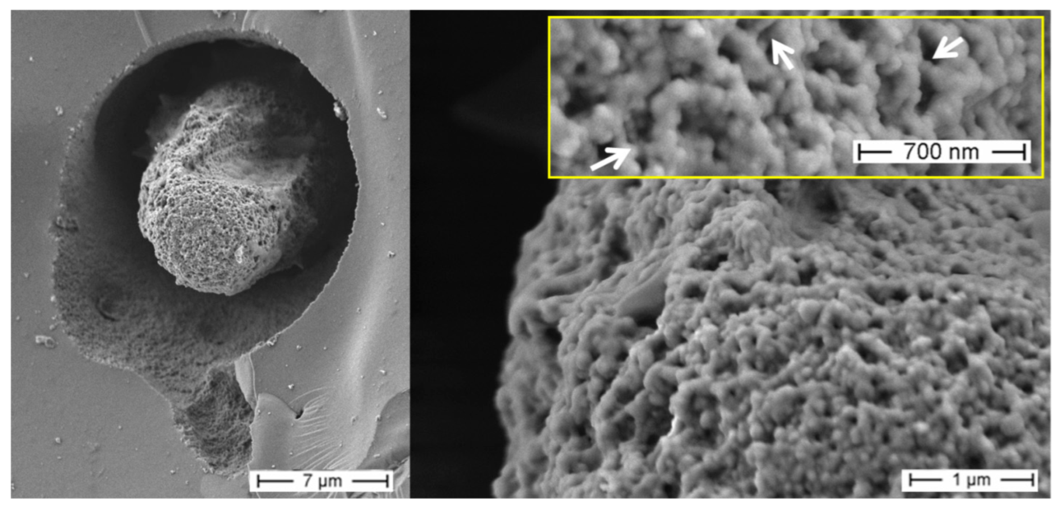 Biomimetics 08 00234 g006 Biomimetics 08 00234 g006