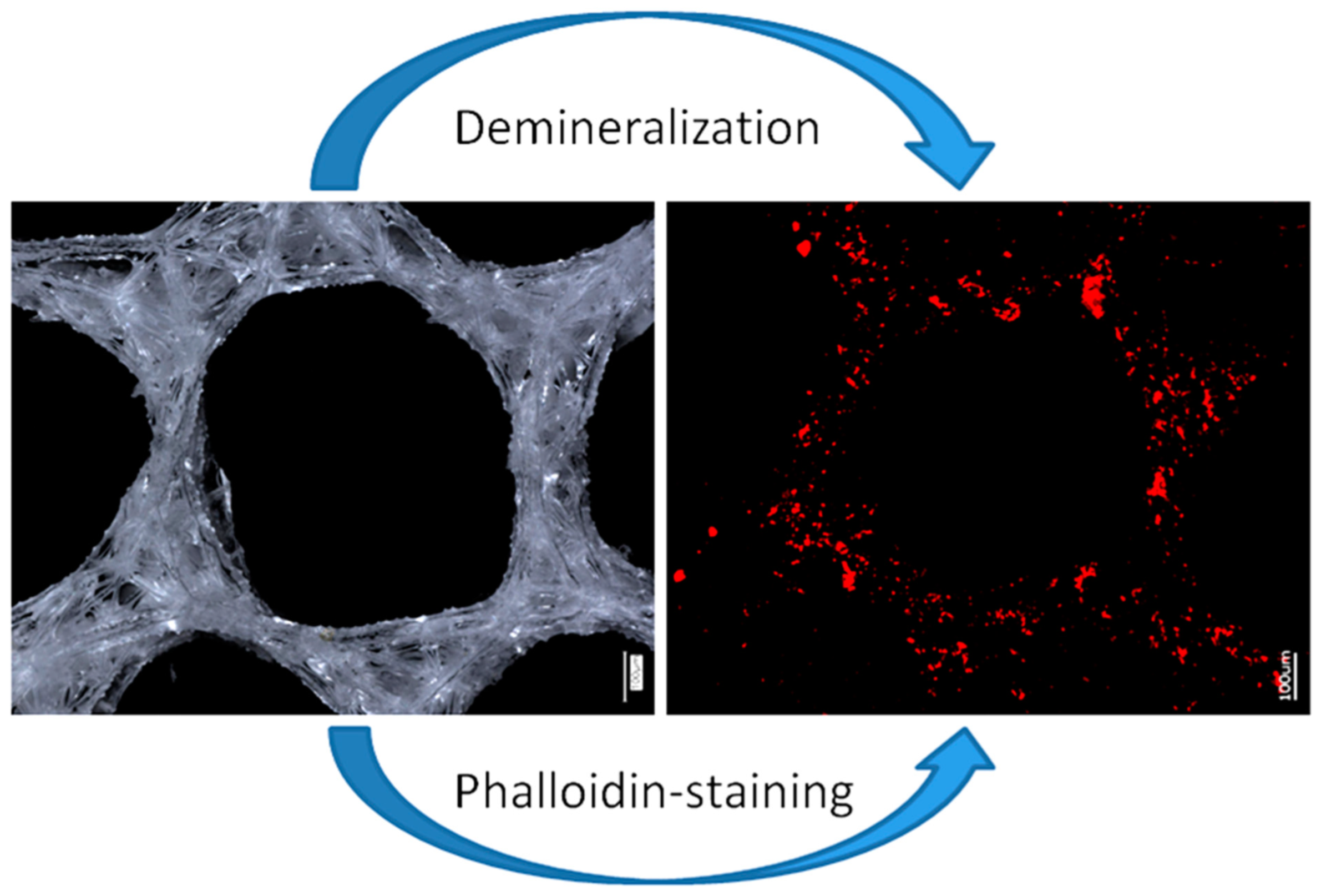 Biomimetics 08 00234 g009 Biomimetics 08 00234 g009