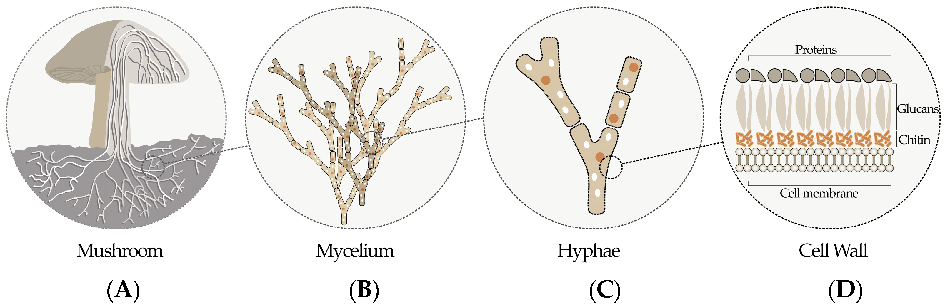 3 Surprising Uses of Mycelium - Mycelium Usage and Benefits