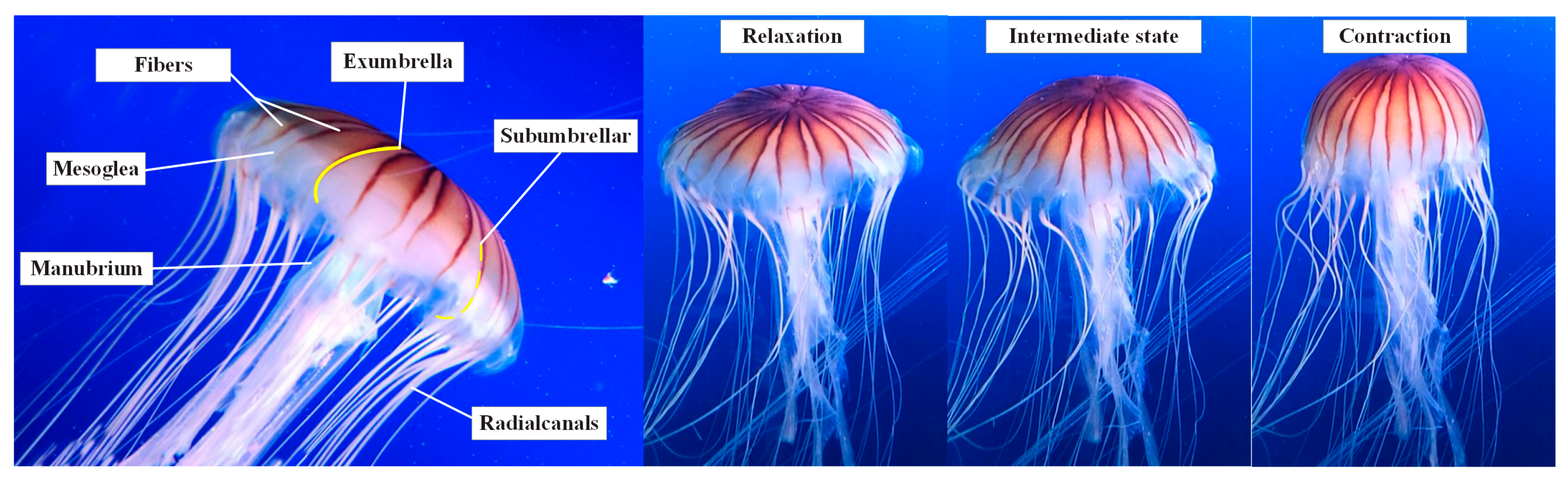Biomimetics 08 00261 g001 Biomimetics 08 00261 g001