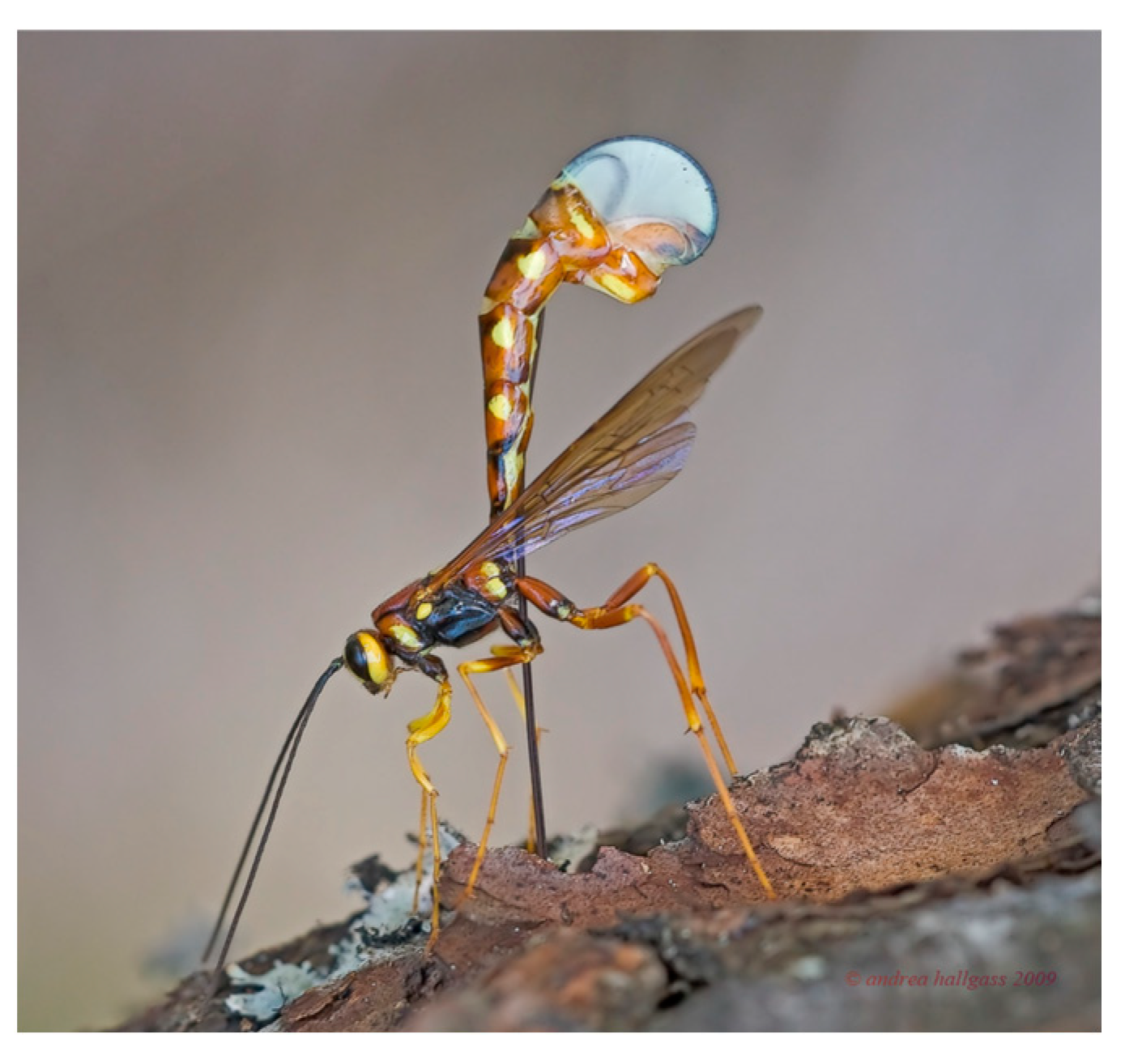 Biomimetics 08 00265 g001