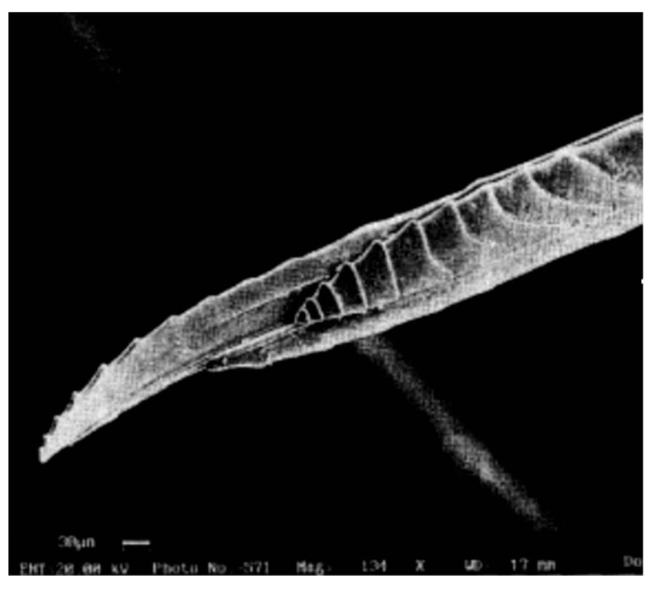 Biomimetics 08 00265 g004