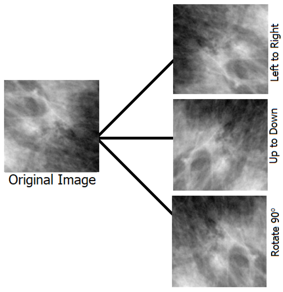Biomimetics 08 00270 g002