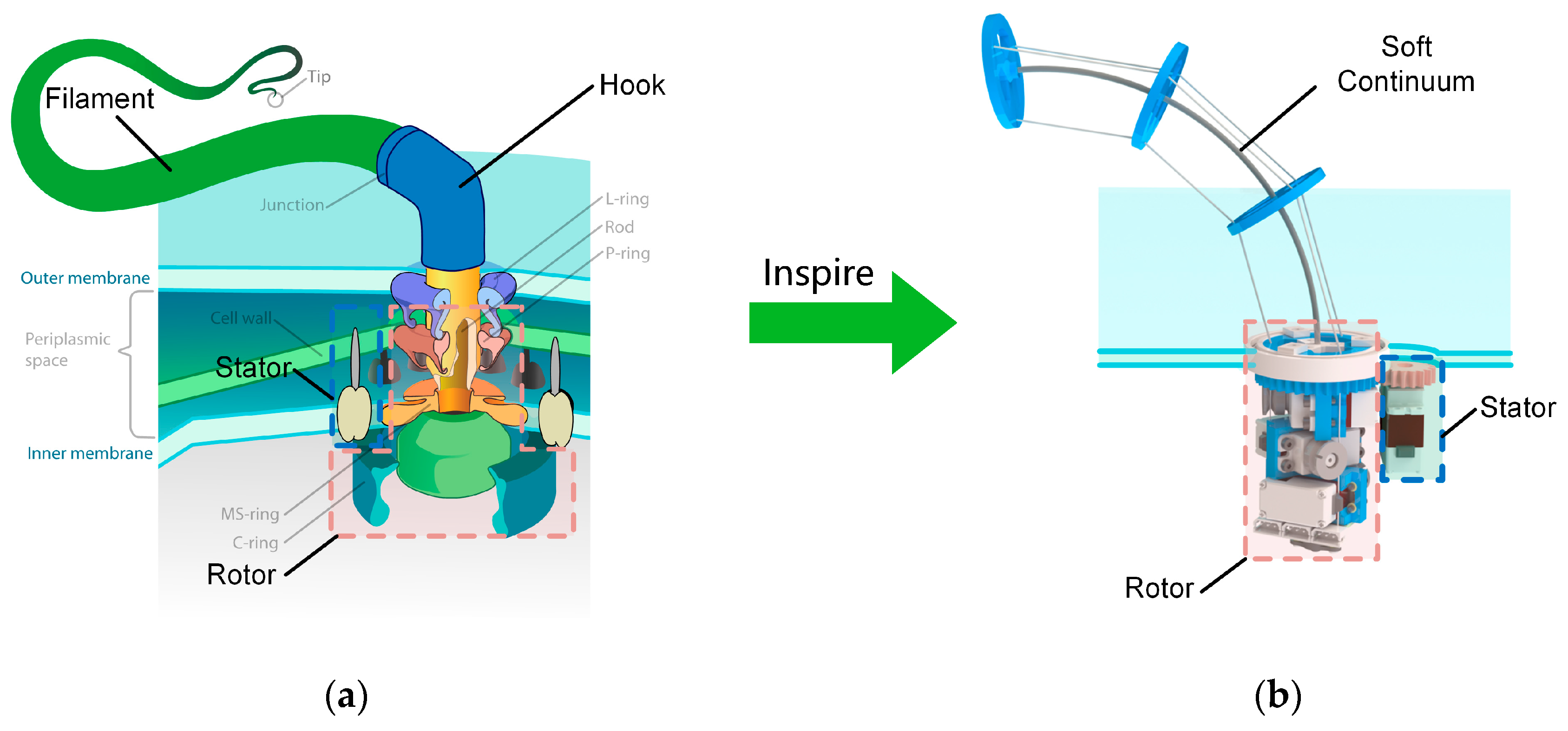 Biomimetics 08 00271 g001 Biomimetics 08 00271 g001