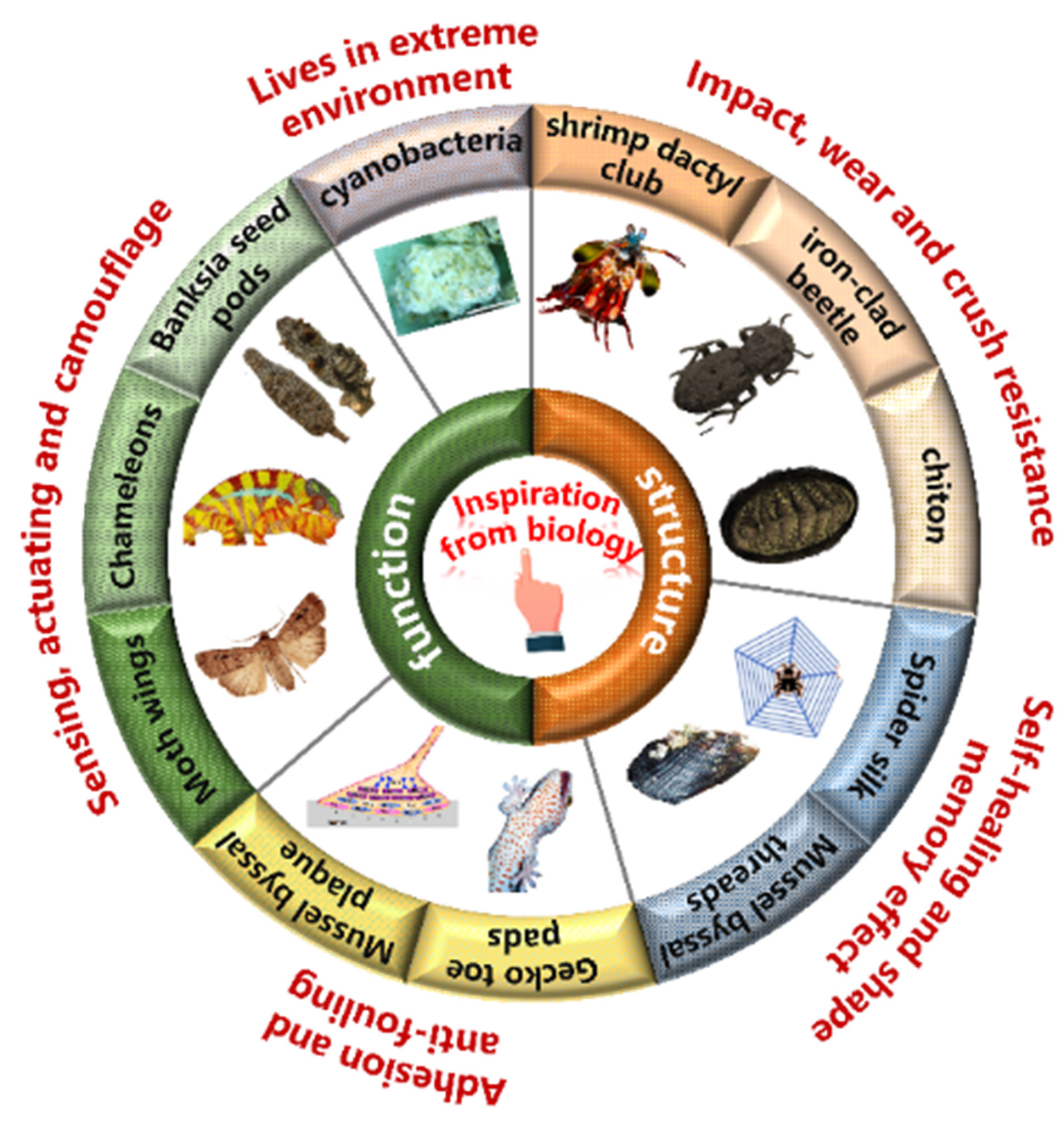 Biomimetics, Free Full-Text