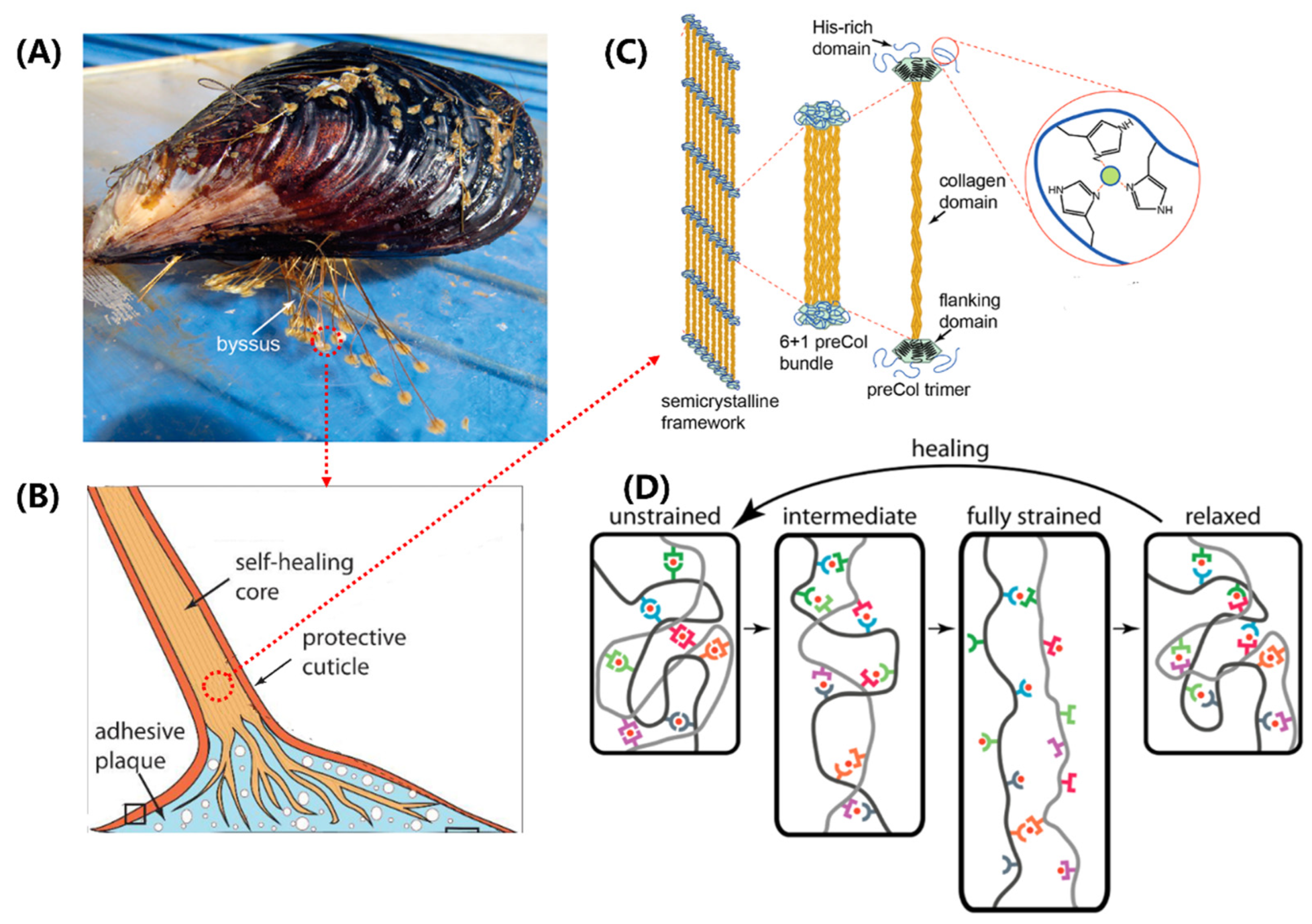 Biomimetics 08 00284 g004 Biomimetics 08 00284 g004