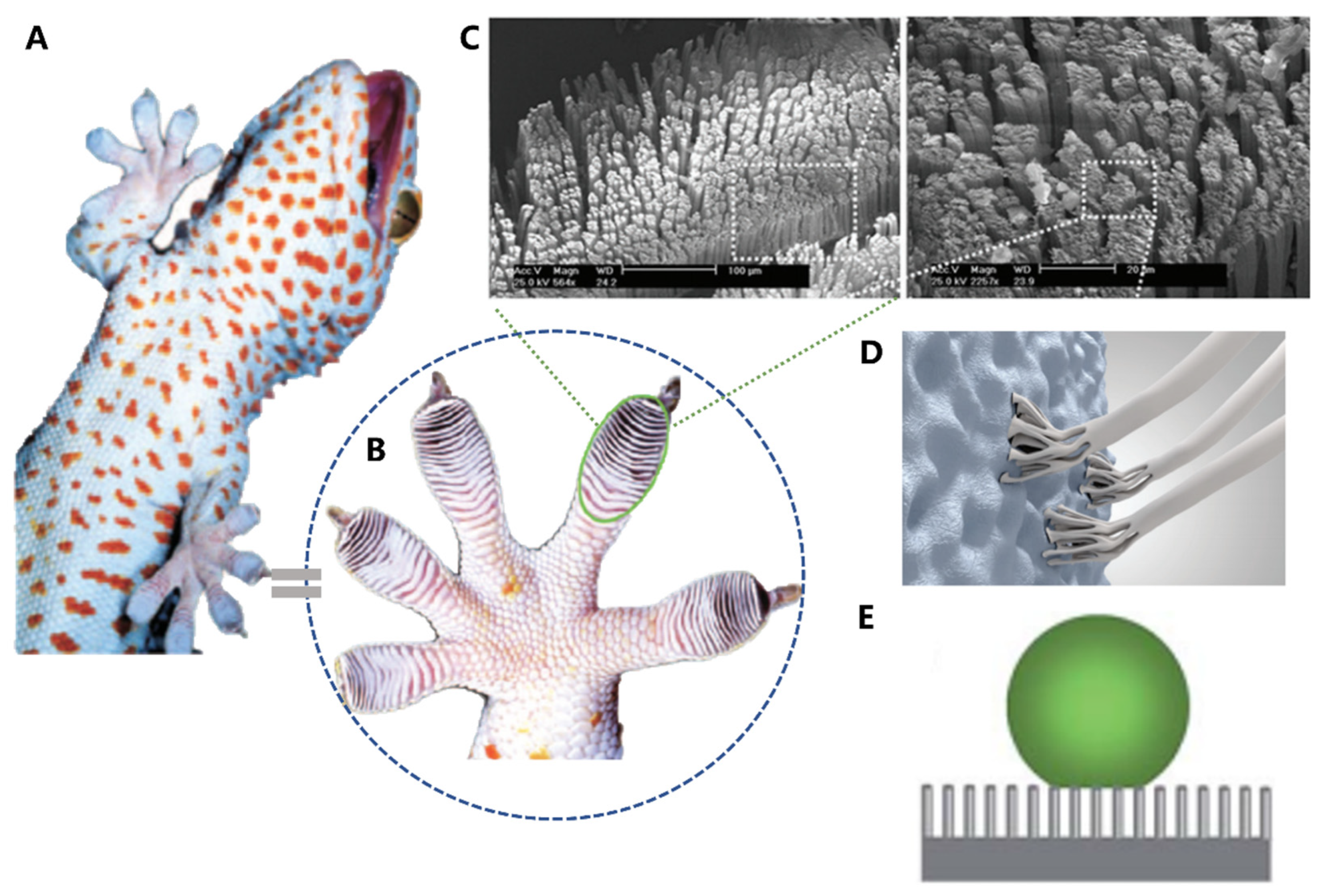 Biomimetics 08 00284 g006 Biomimetics 08 00284 g006