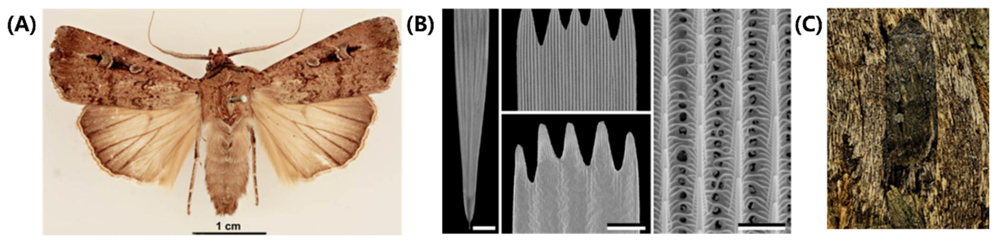 Biomimetics 08 00284 g007 Biomimetics 08 00284 g007