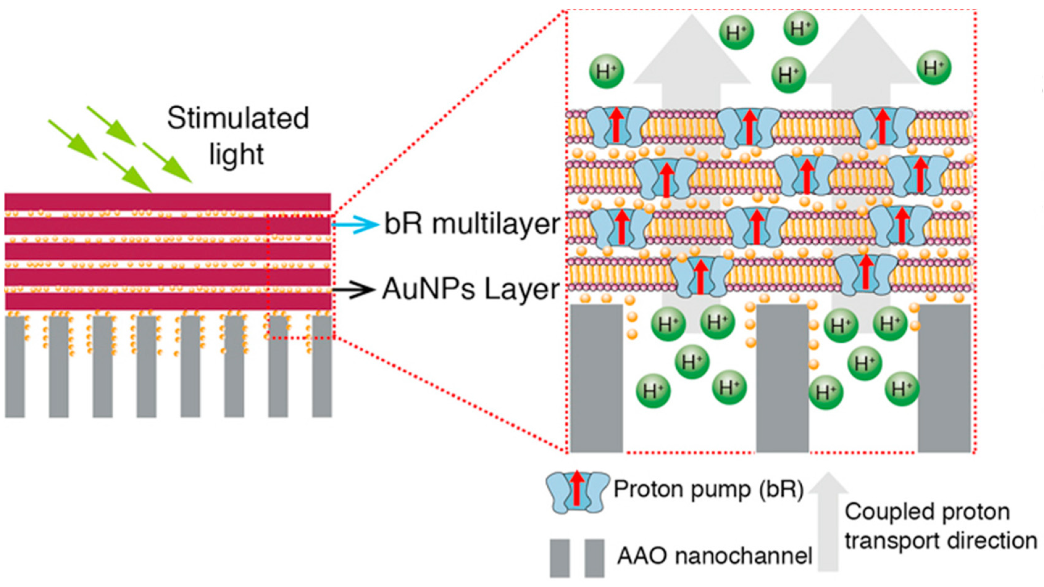 Biomimetics 08 00298 g021 Biomimetics 08 00298 g021