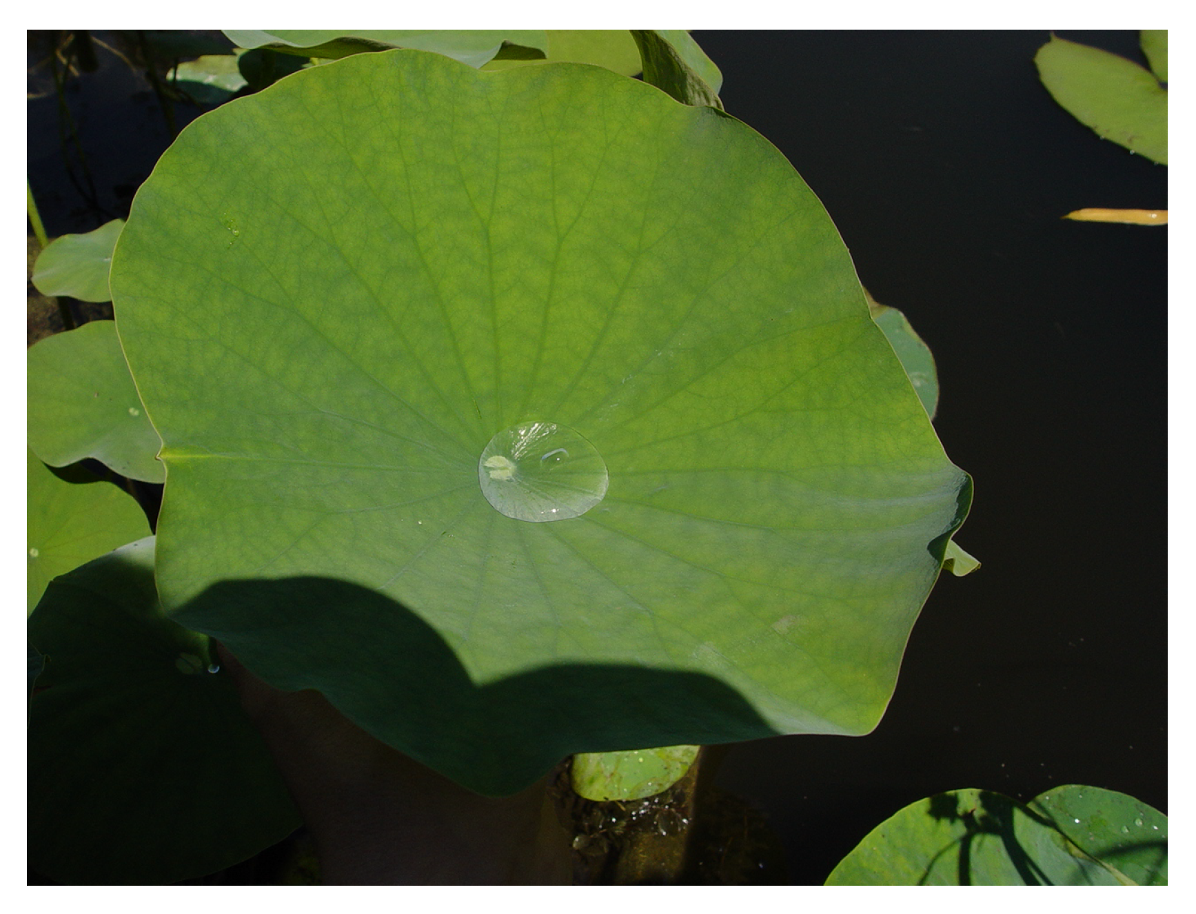 Biomimetics 08 00303 g009 Biomimetics 08 00303 g009