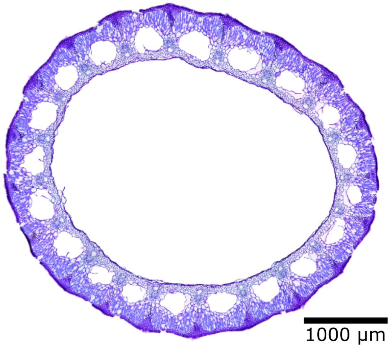 Biomimetics 08 00303 g015 Biomimetics 08 00303 g015