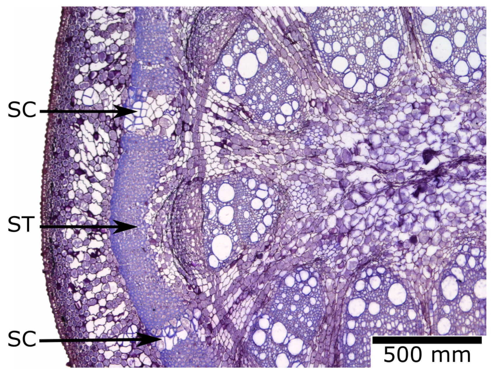 Biomimetics 08 00303 g017 Biomimetics 08 00303 g017