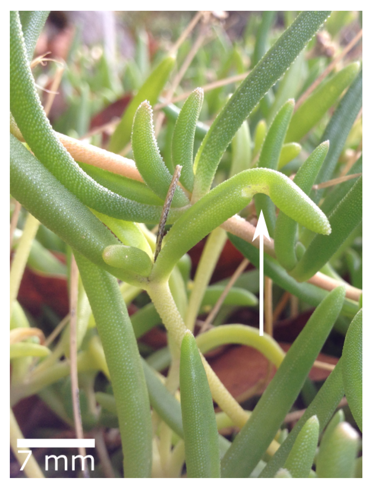 Biomimetics 08 00303 g018 Biomimetics 08 00303 g018