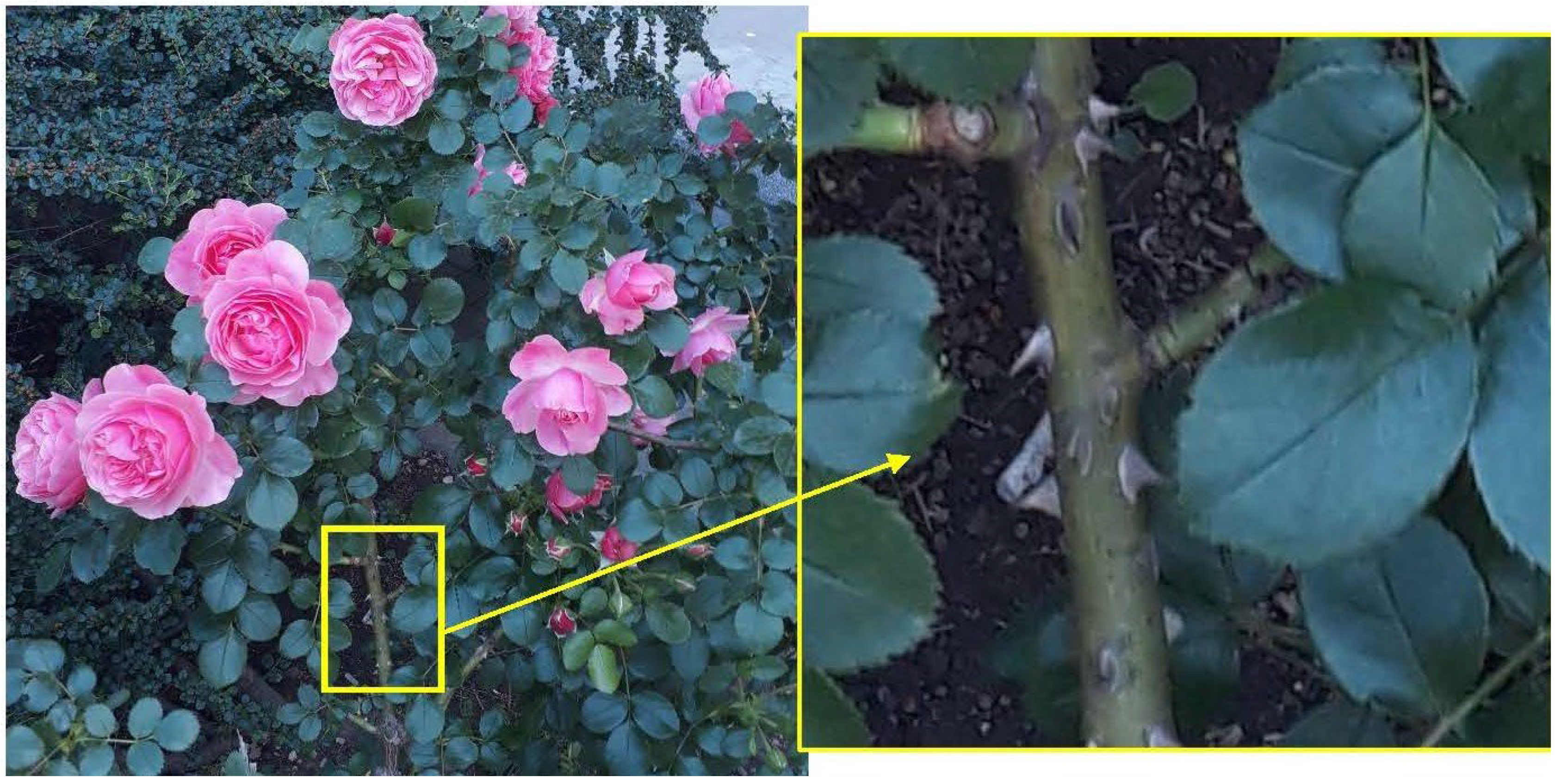 Biomimetics 08 00308 g002