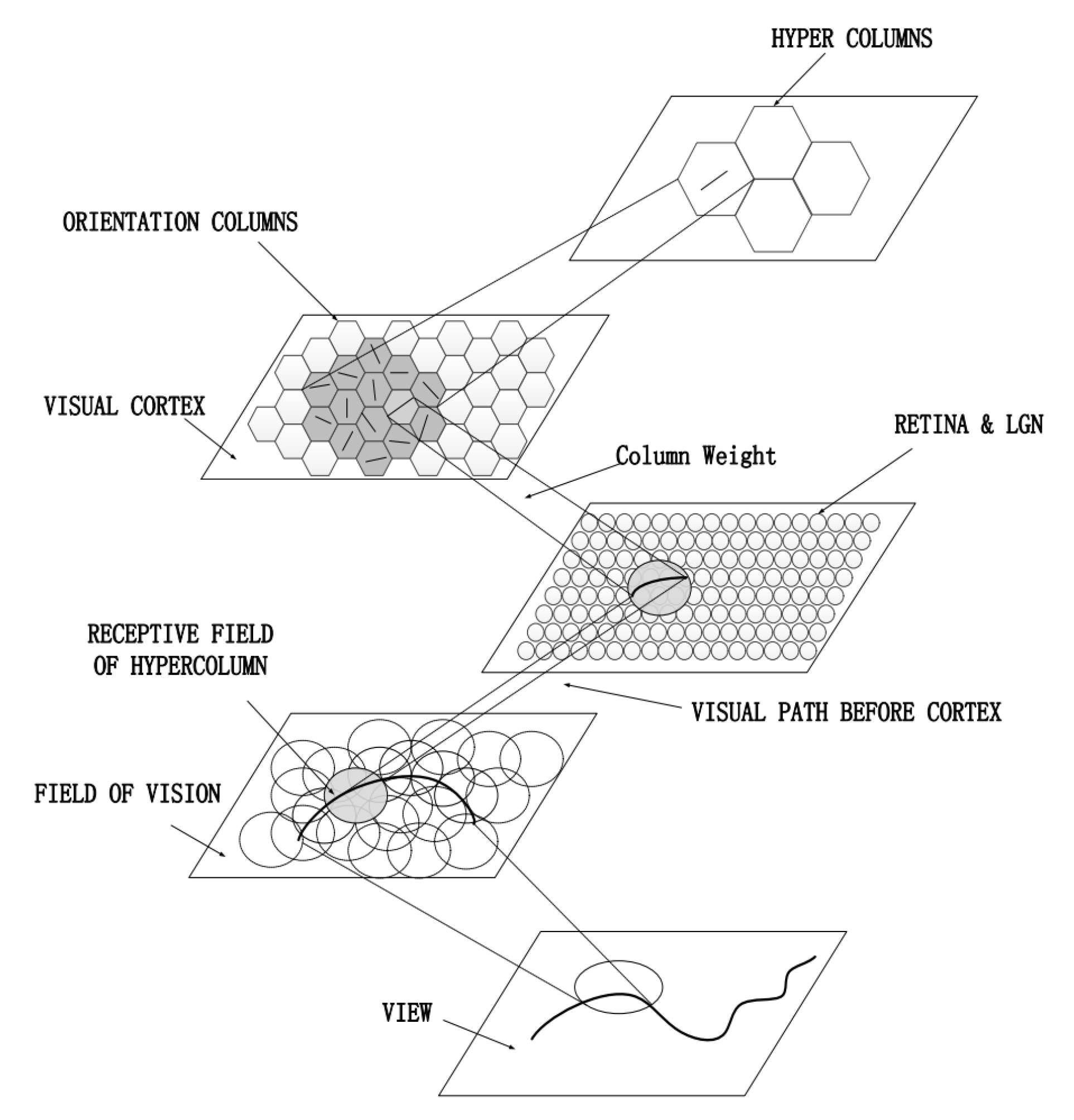 A Quantitative Map of the Circuit of Cat Primary Visual Cortex