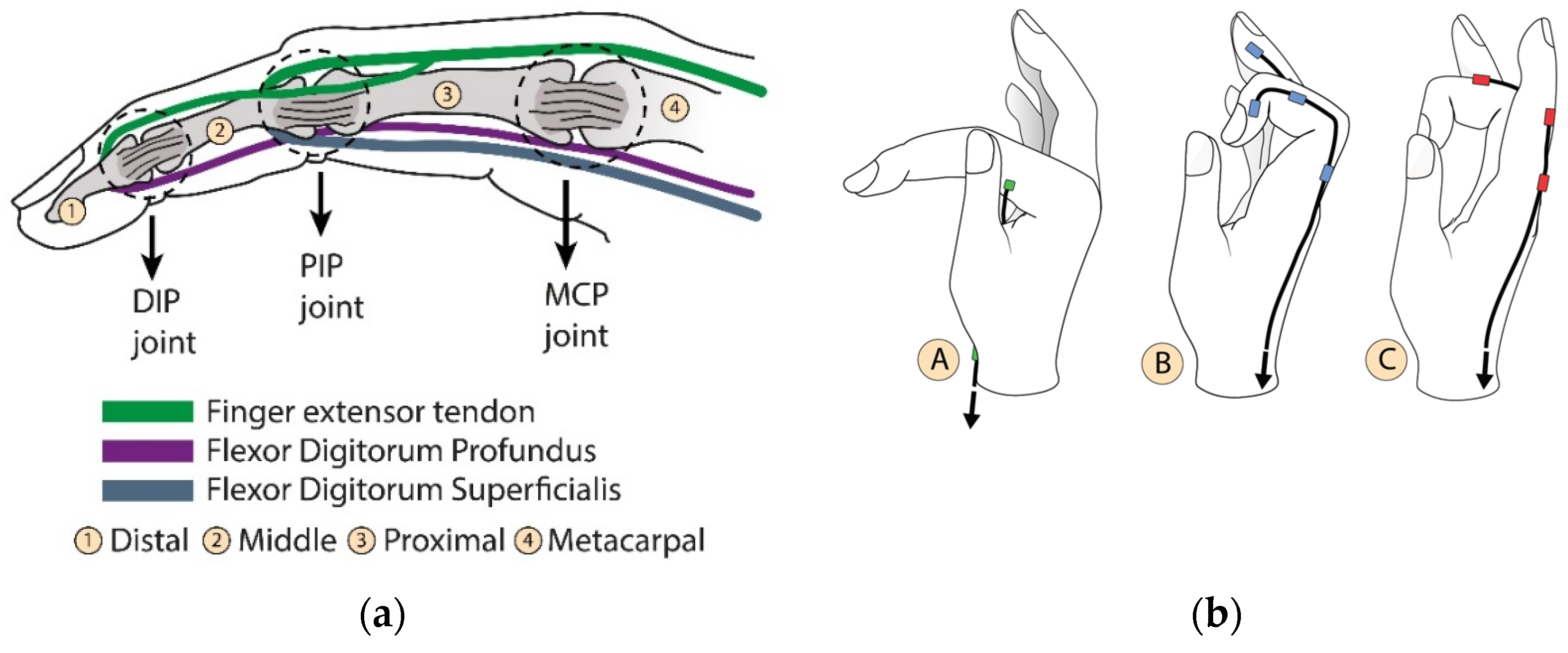Biomimetics 08 00317 g001a Biomimetics 08 00317 g001a