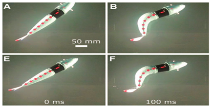 Biomimetics 08 00318 i033