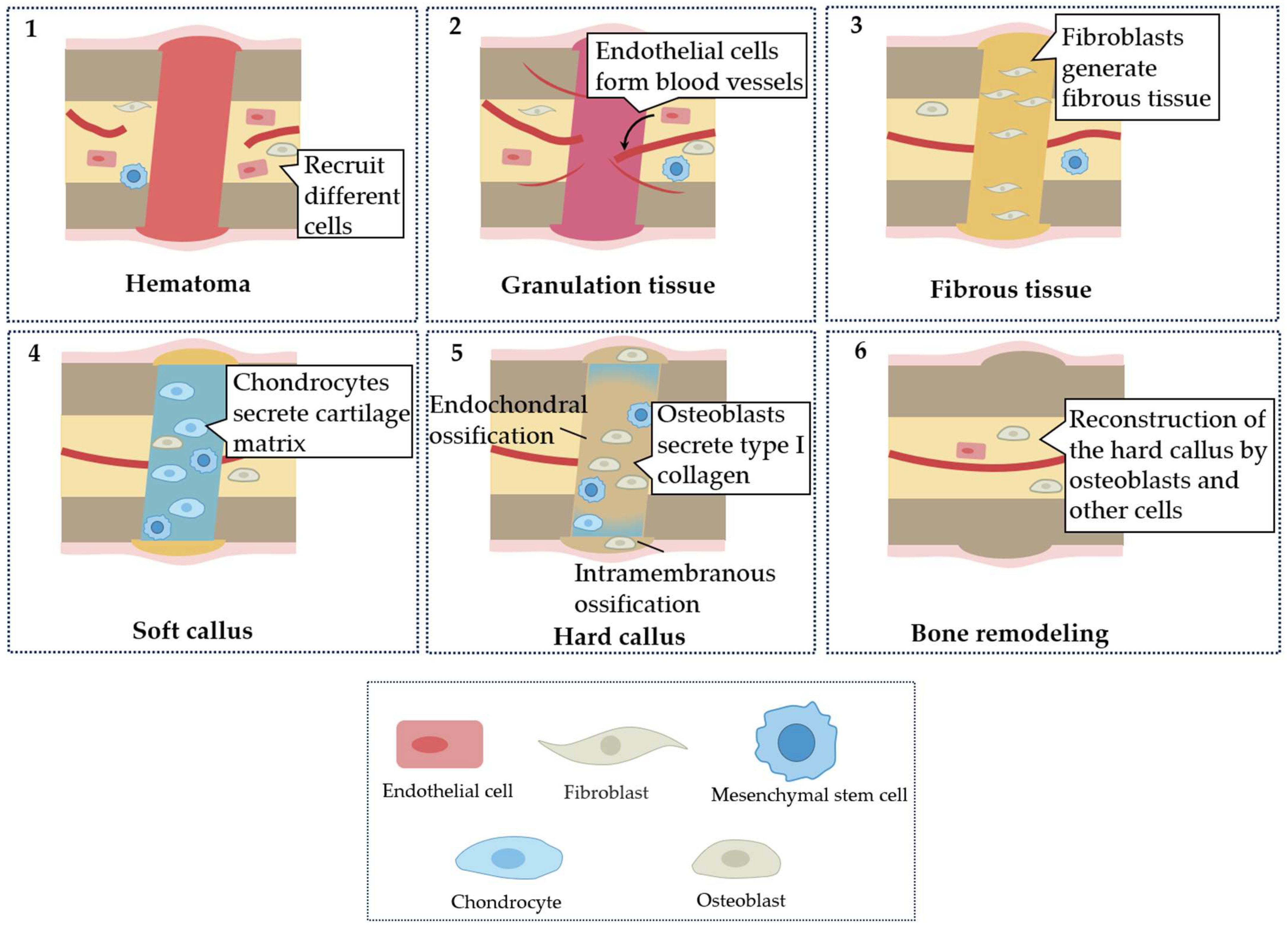 Biomimetics 08 00344 g001 Biomimetics 08 00344 g001