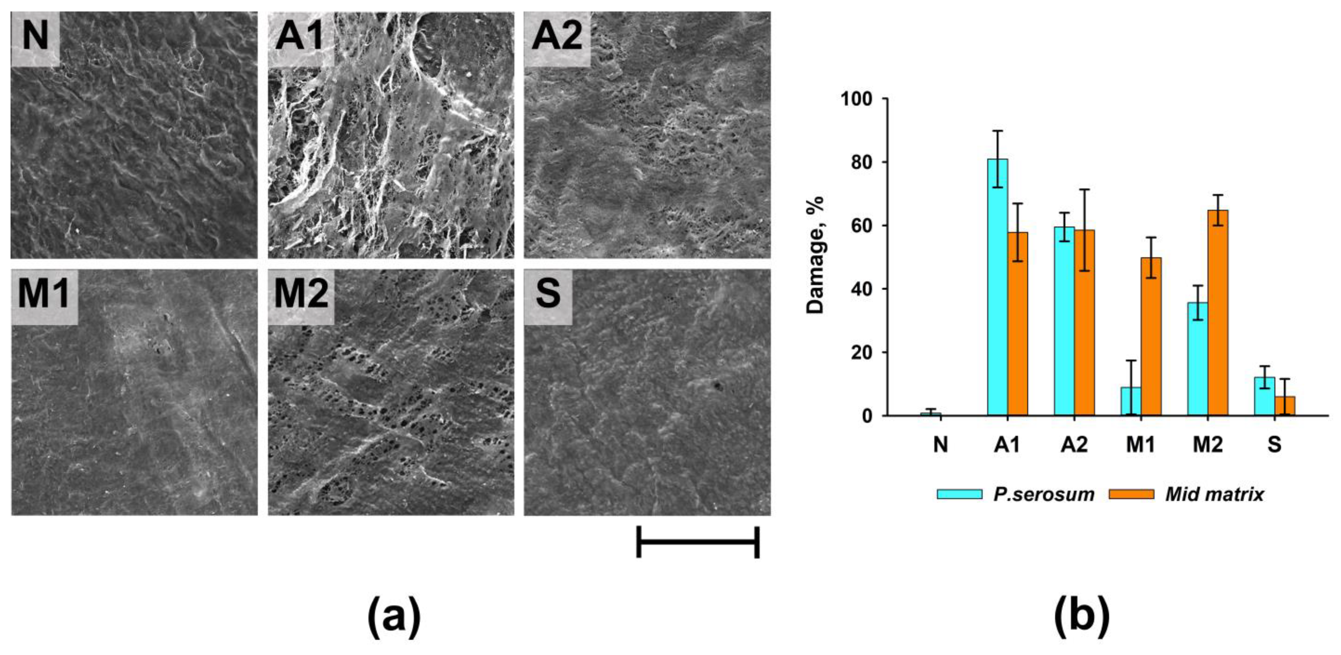 Biomimetics 08 00357 g002