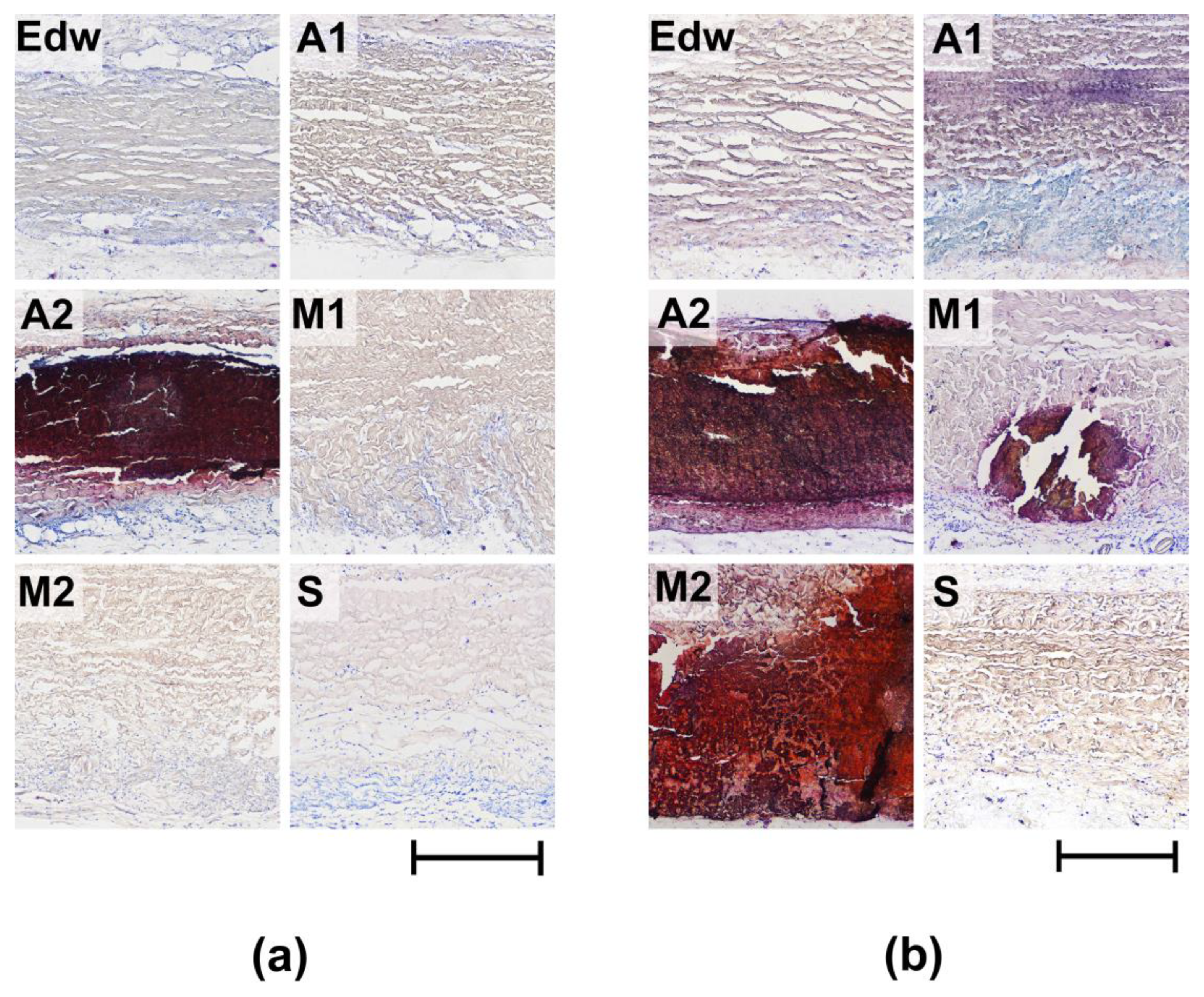 Biomimetics 08 00357 g007