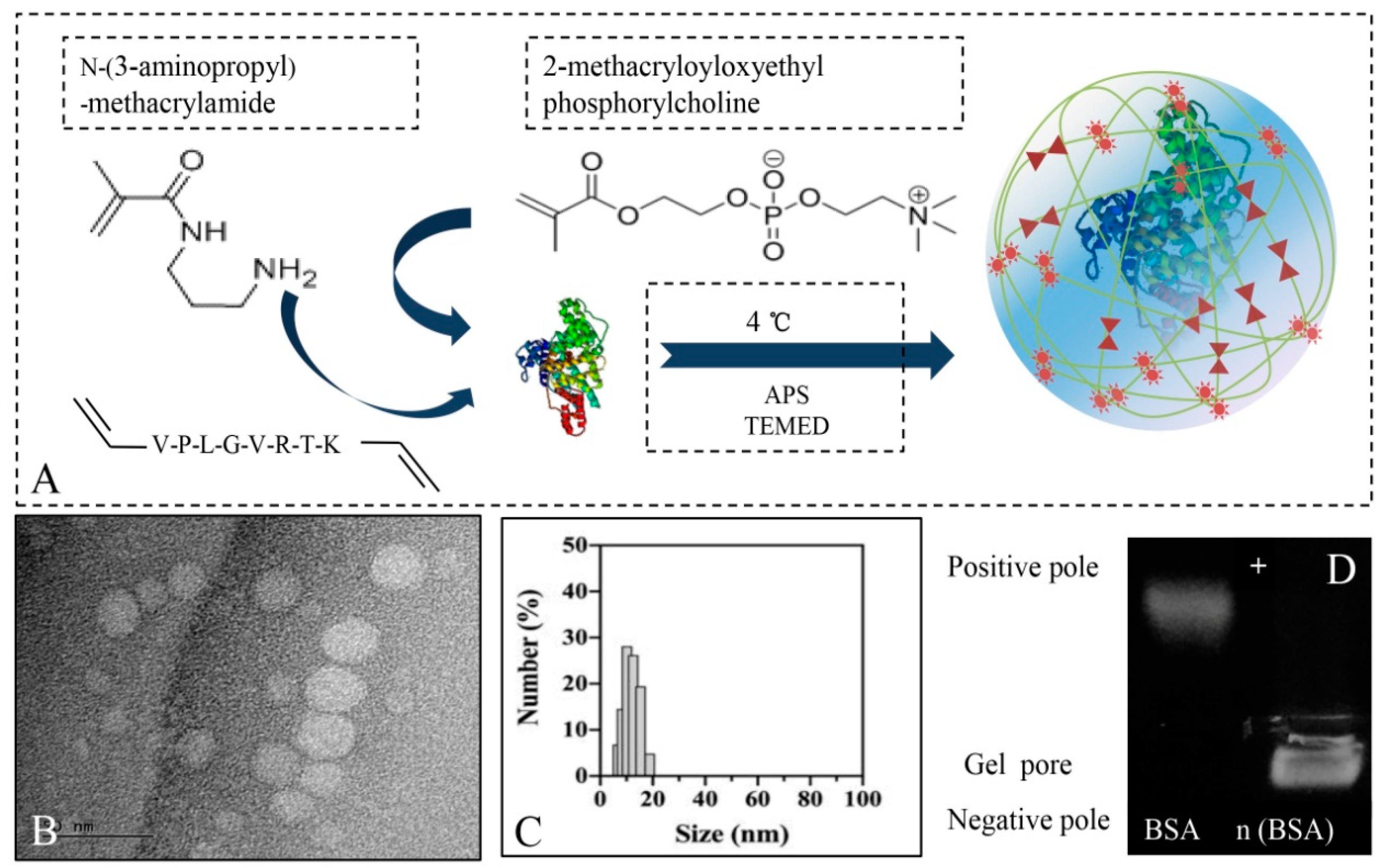 Biomimetics 08 00369 g001 550