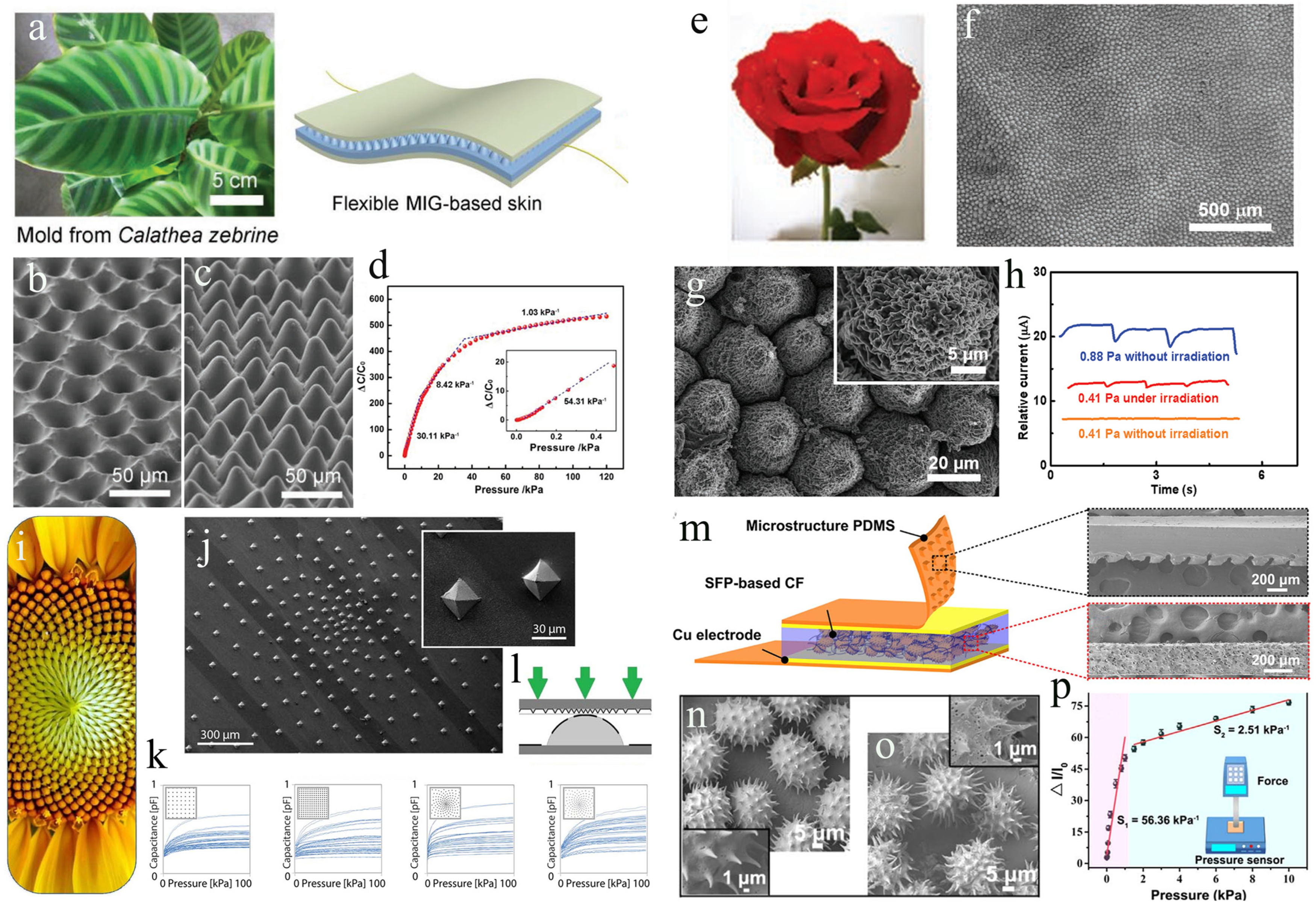 Biomimetics 08 00372 g005