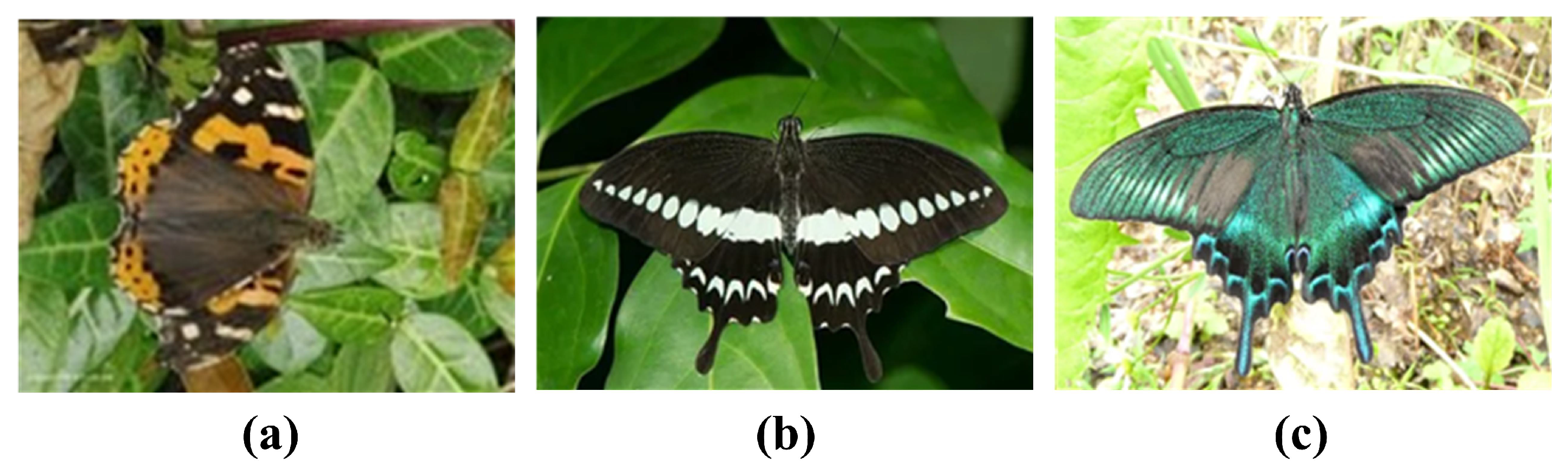 Biomimetics 08 00393 g001