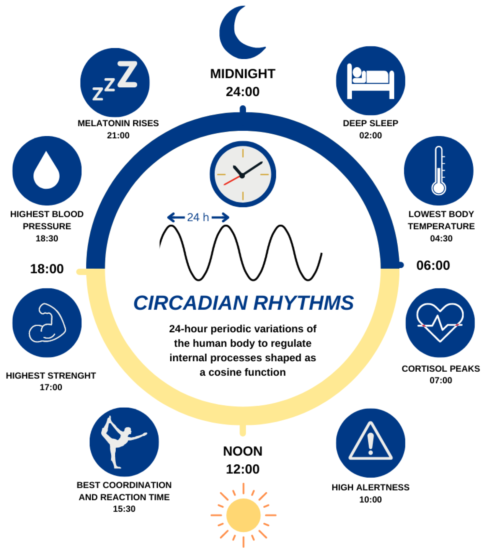 Circadian rhythm function