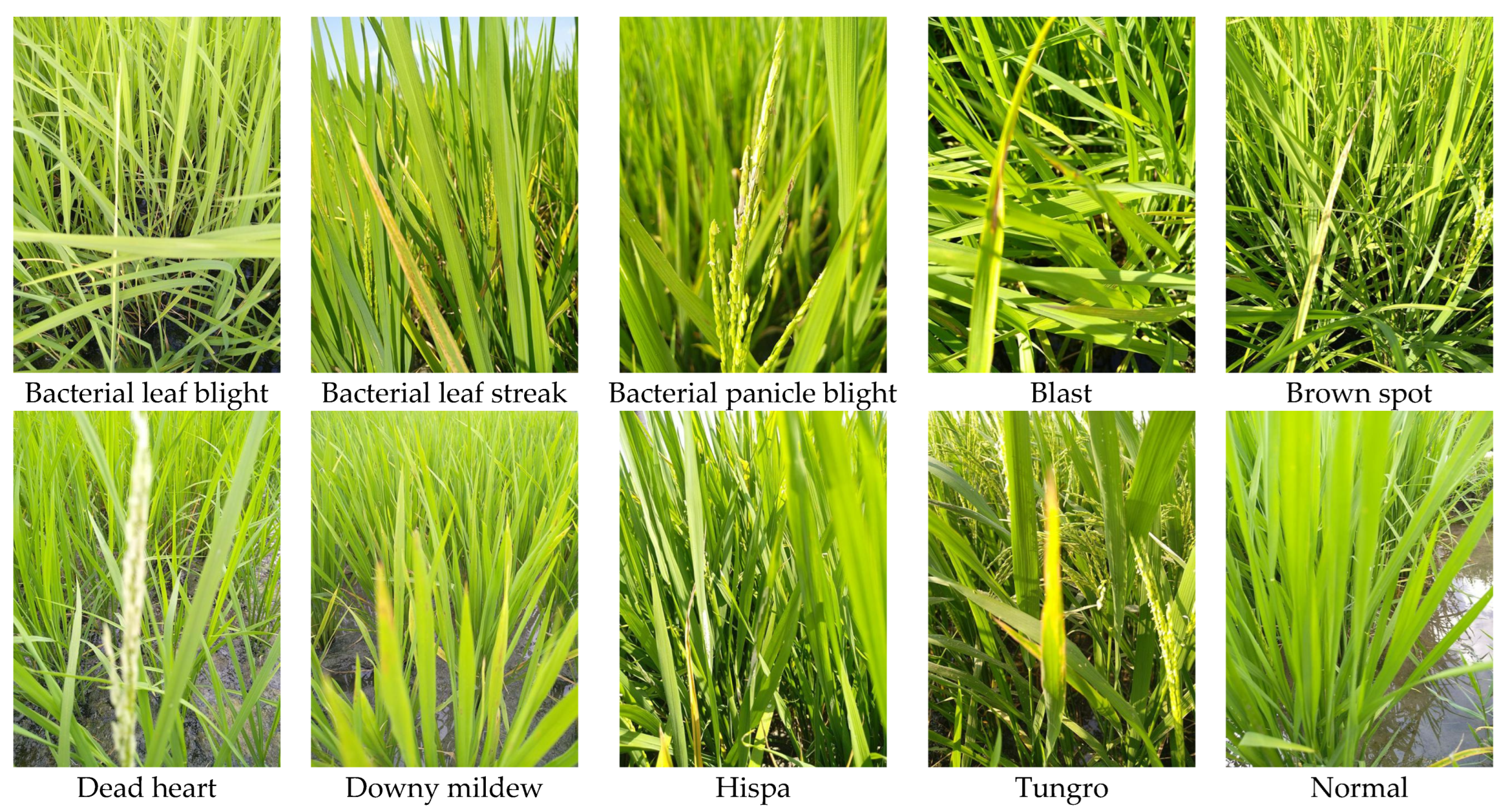 Biomimetics 08 00417 g002