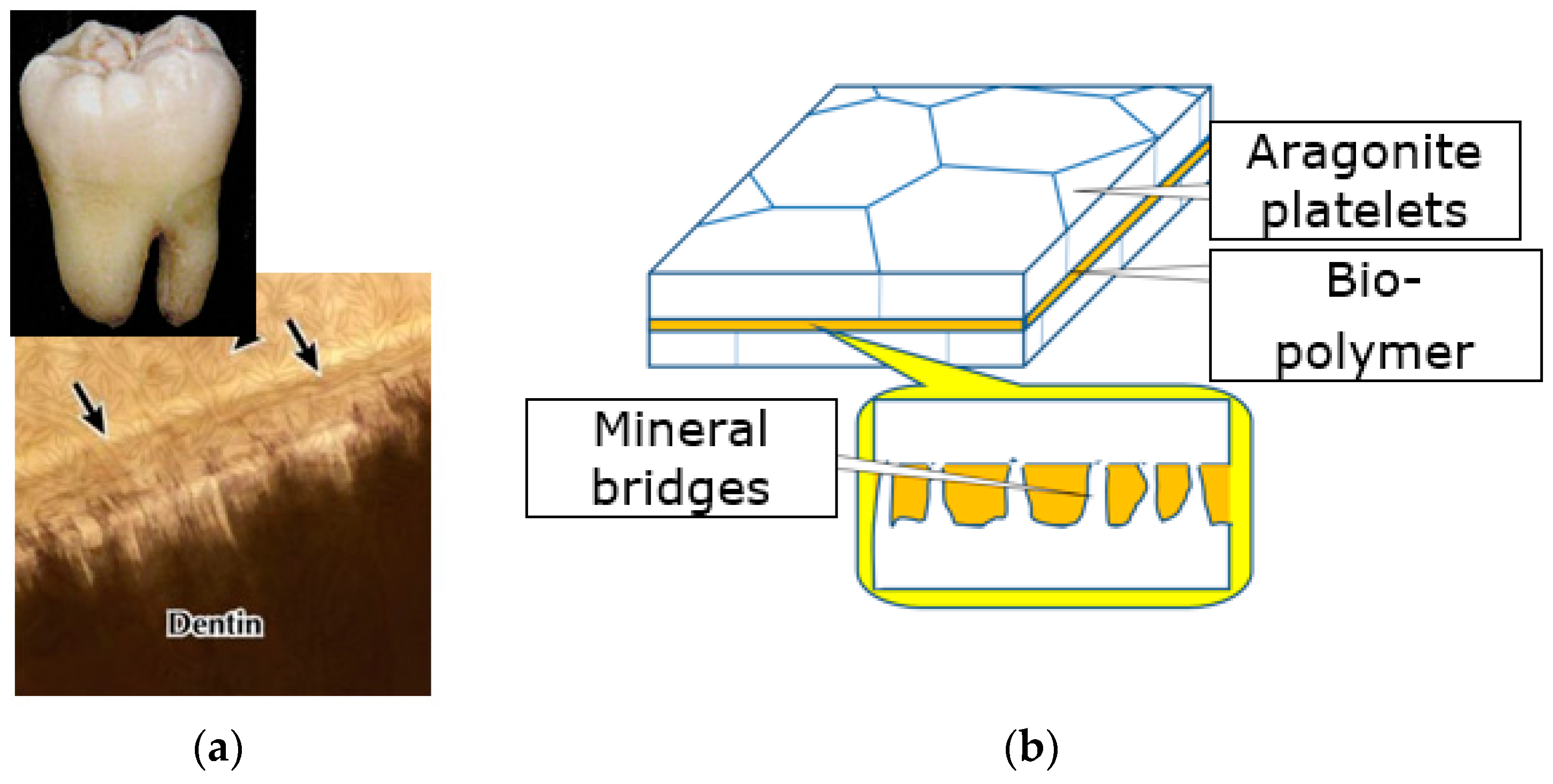 Biomimetics 08 00448 g003