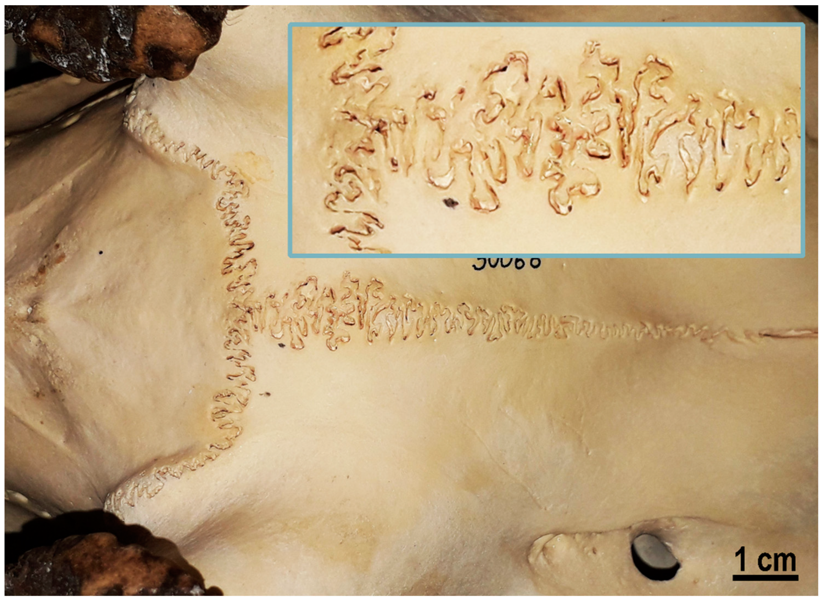 Biomimetics 08 00448 g005