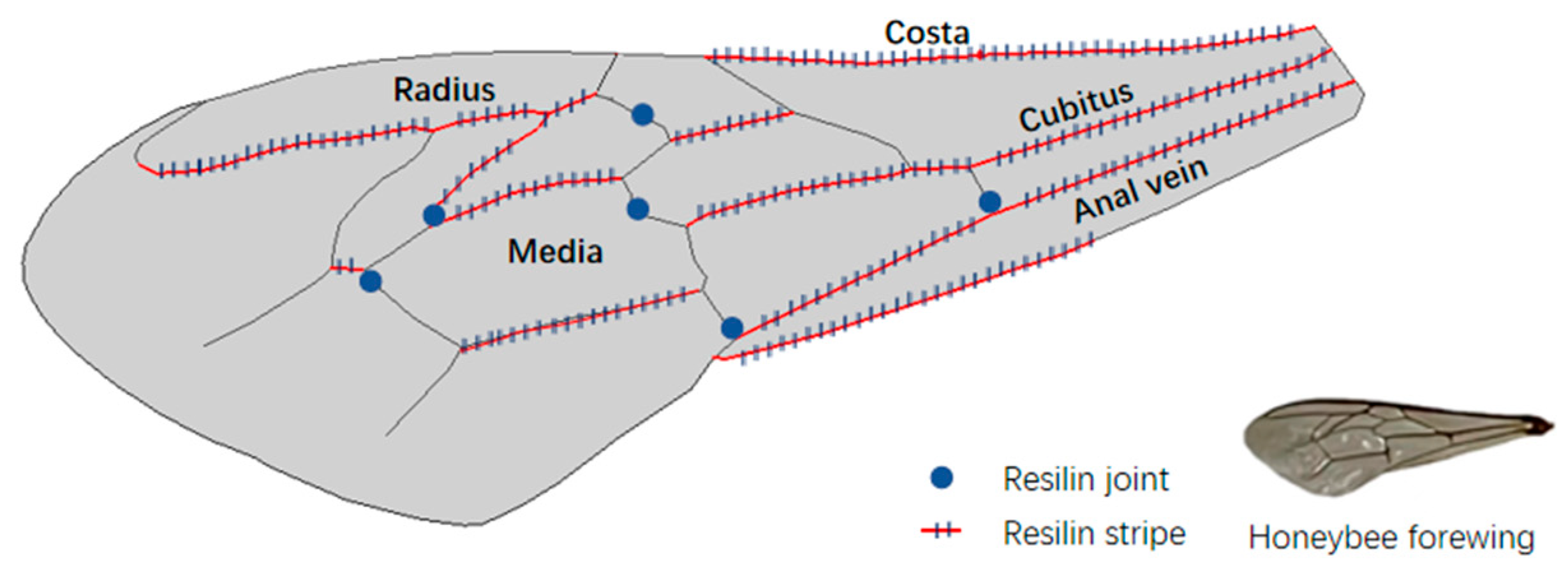 Biomimetics 08 00451 g001