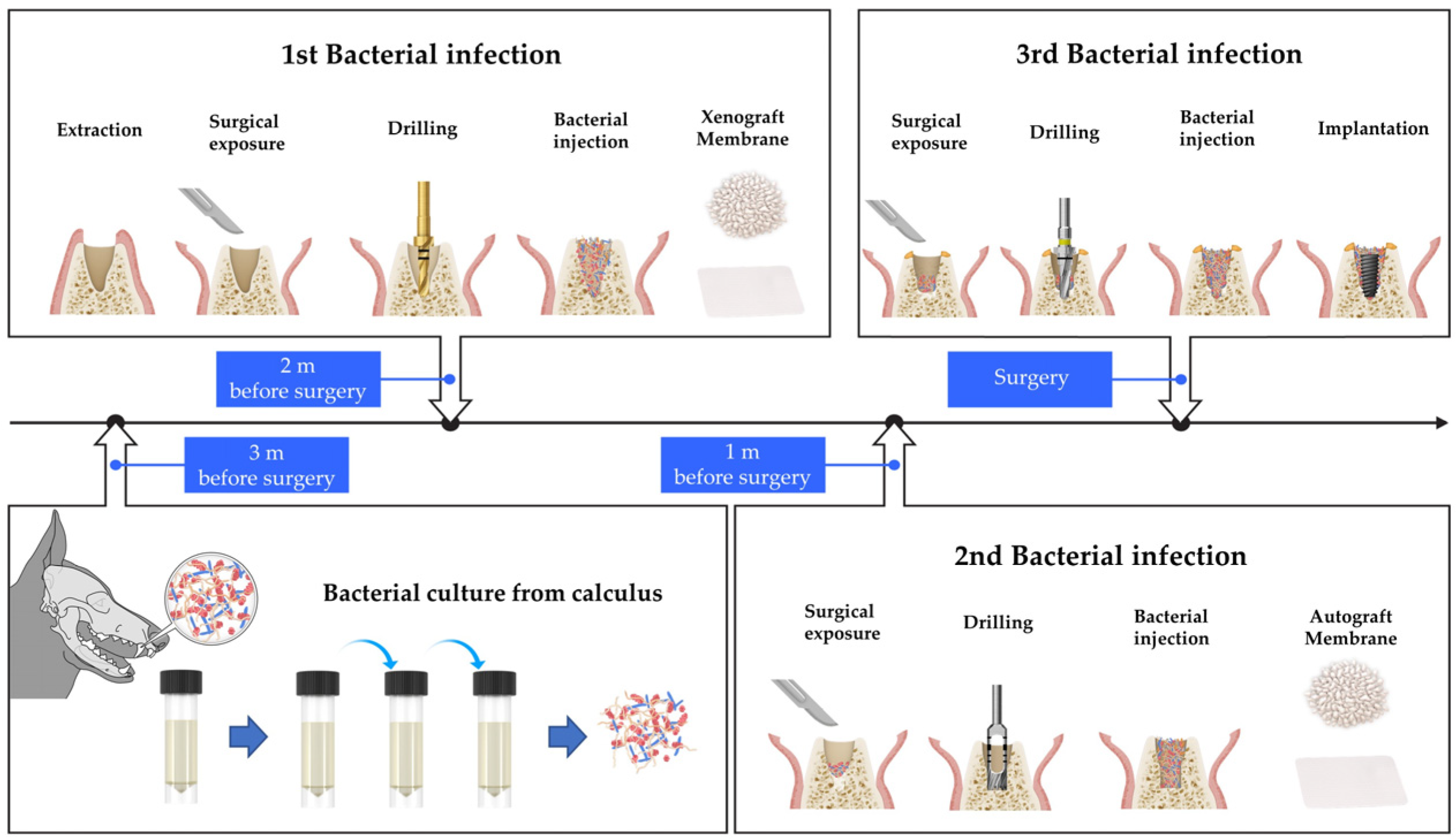 Biomimetics 08 00461 g001
