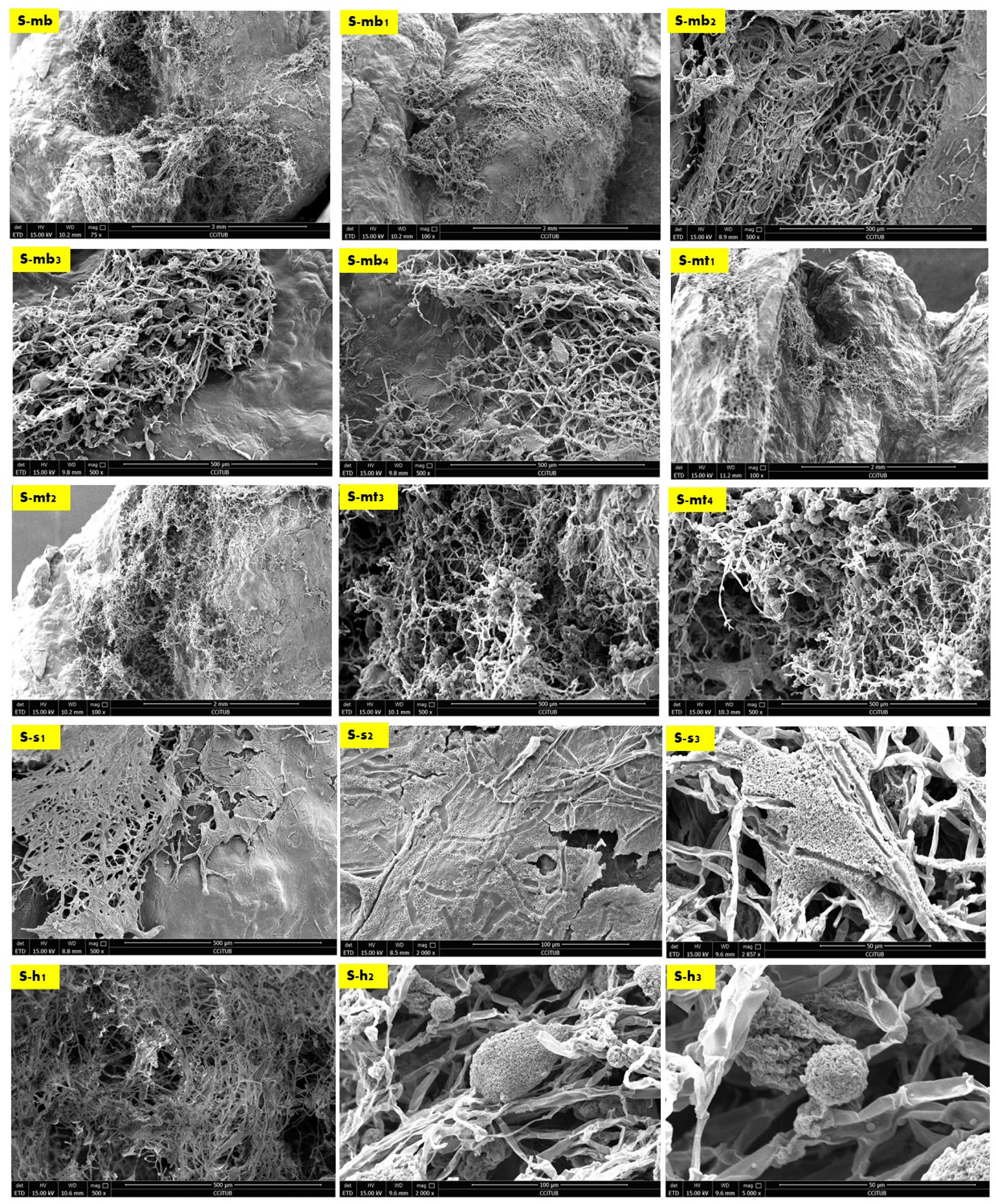 Biomimetics 08 00504 g004