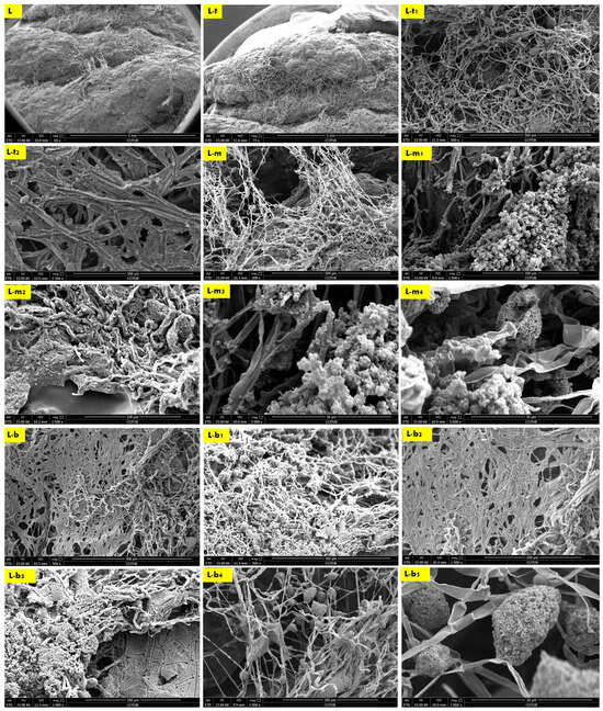 Biowelding 3D-Printed Biodigital Brick of Seashell-Based Biocomposite ...