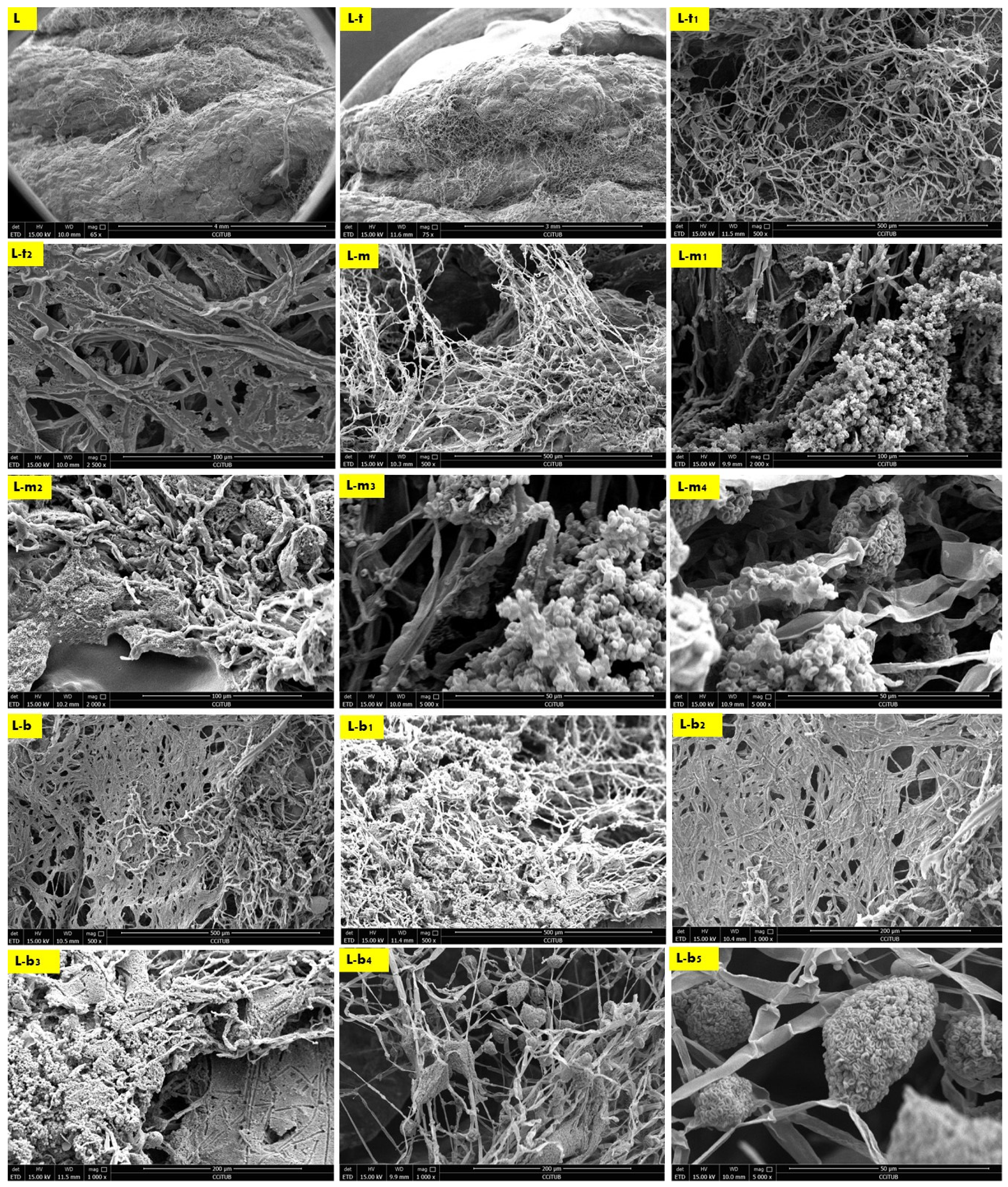 Biomimetics 08 00504 g006
