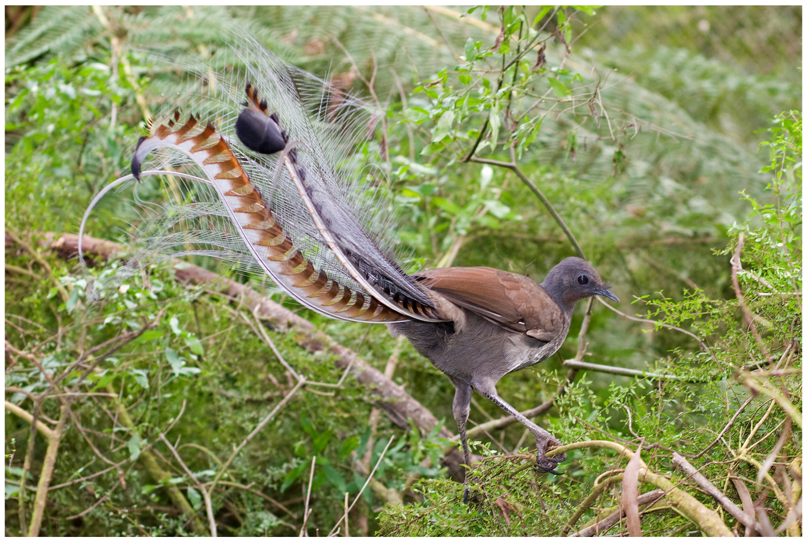 Biomimetics 08 00507 g001