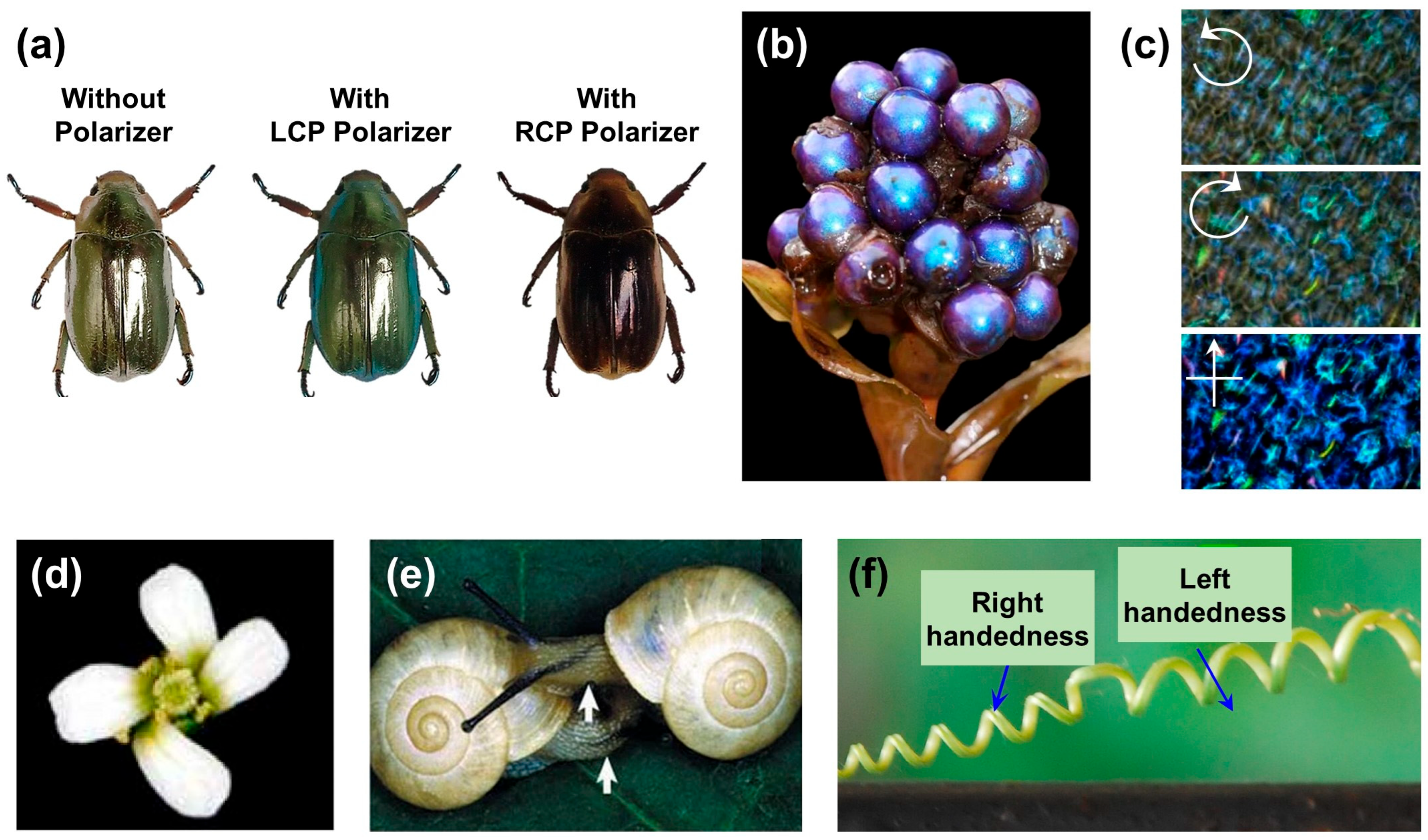 Biomimetics 08 00527 g001