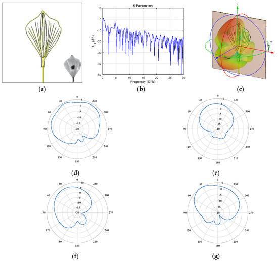 Biomimetics Free FullText Plant Foliar Geometry as a Biomimetic