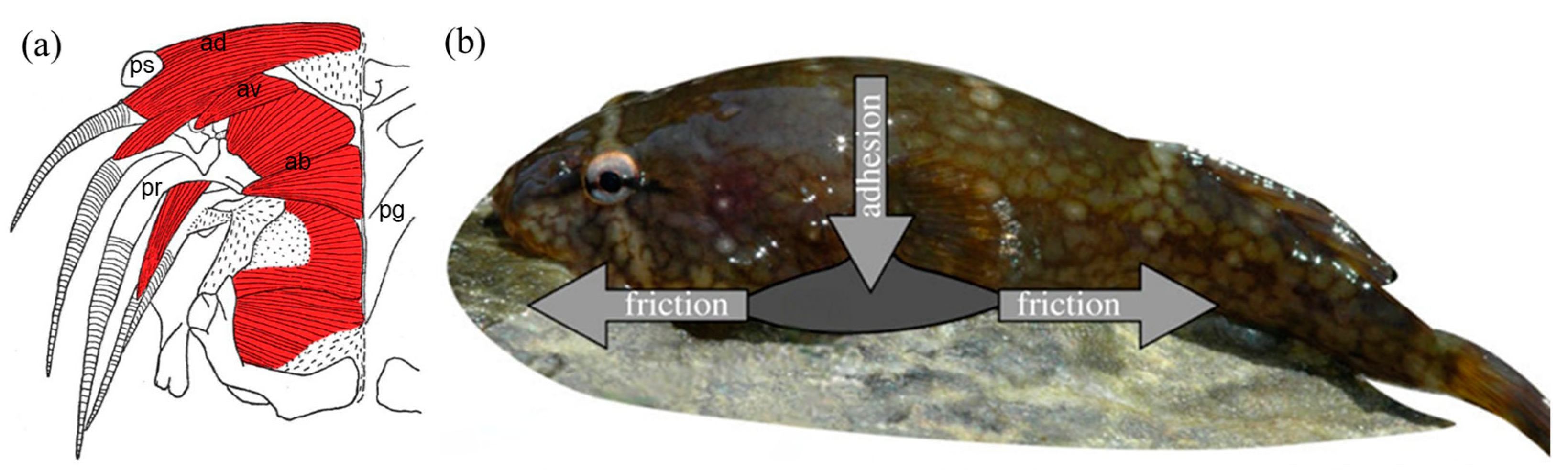 Biomimetics 08 00534 g004 Biomimetics 08 00534 g004