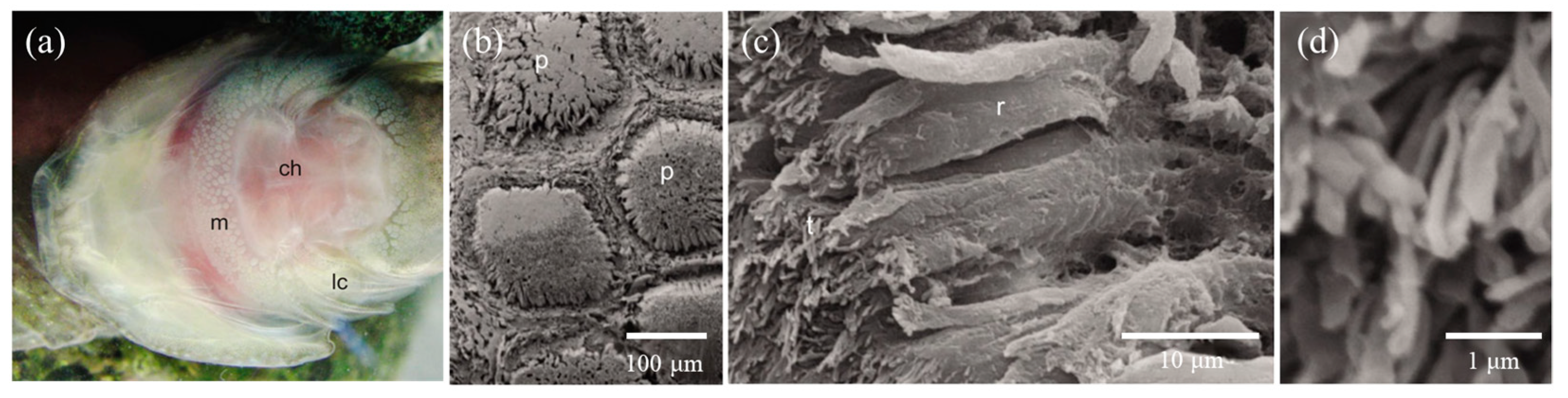 Biomimetics 08 00534 g005 Biomimetics 08 00534 g005