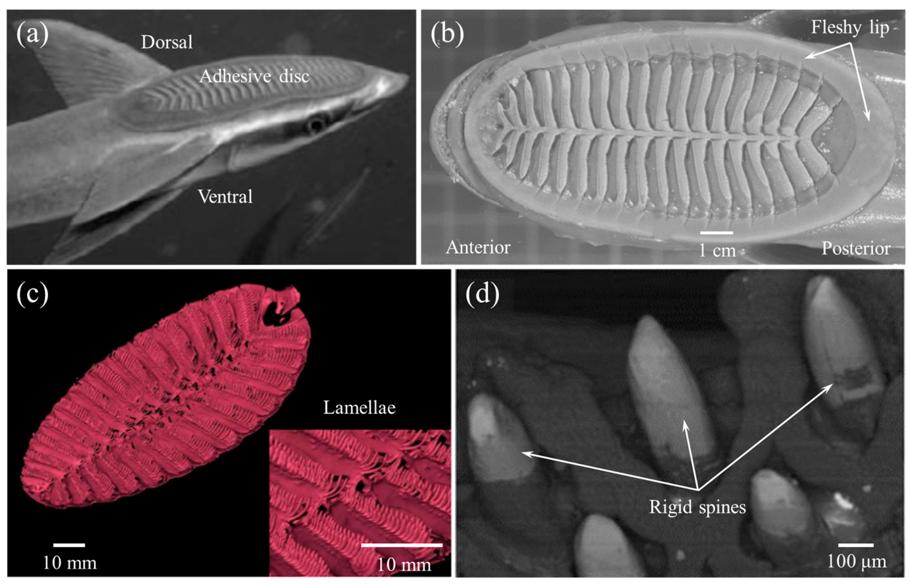 Biomimetics 08 00534 g006 Biomimetics 08 00534 g006