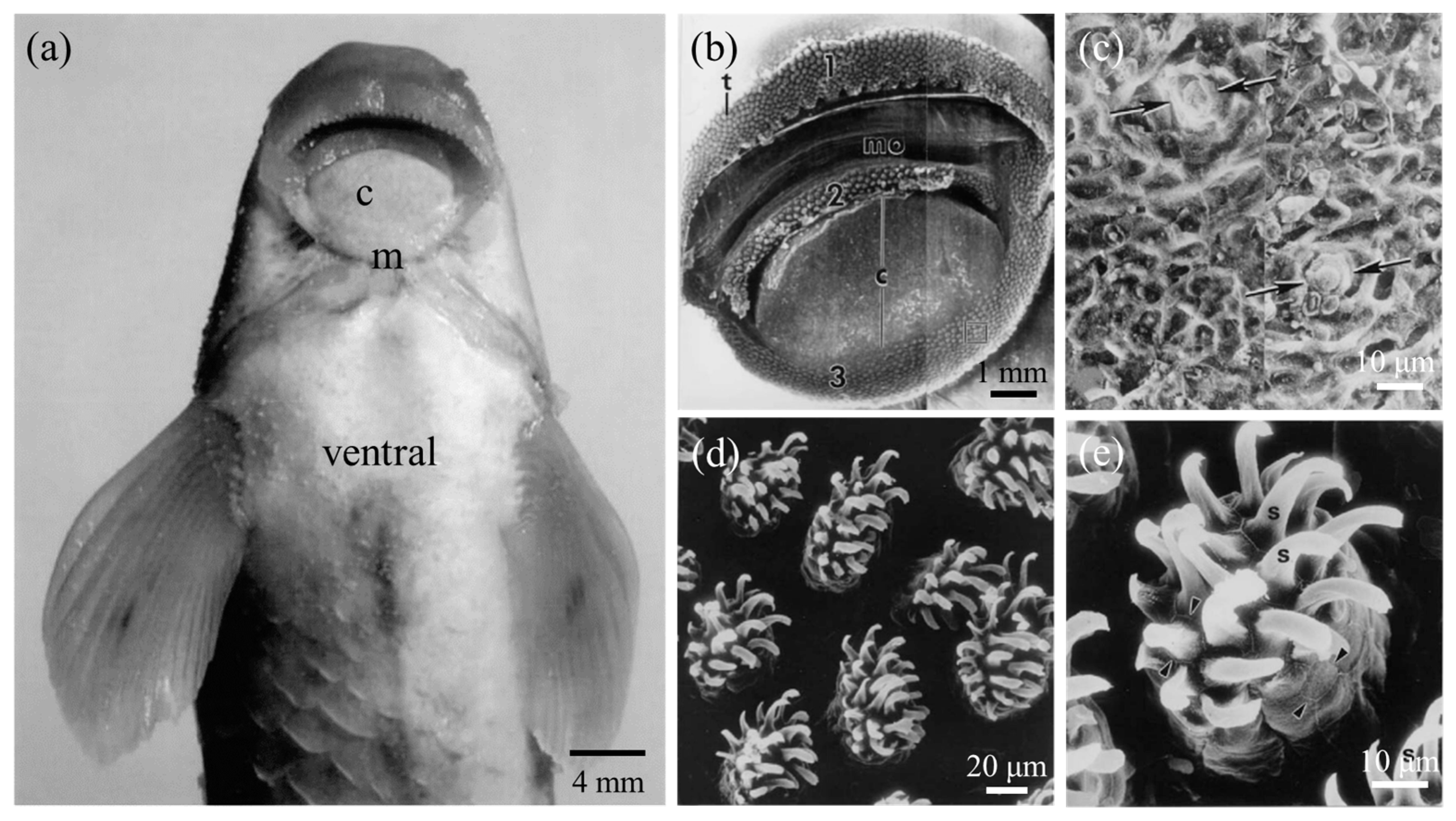 Biomimetics 08 00534 g009 Biomimetics 08 00534 g009