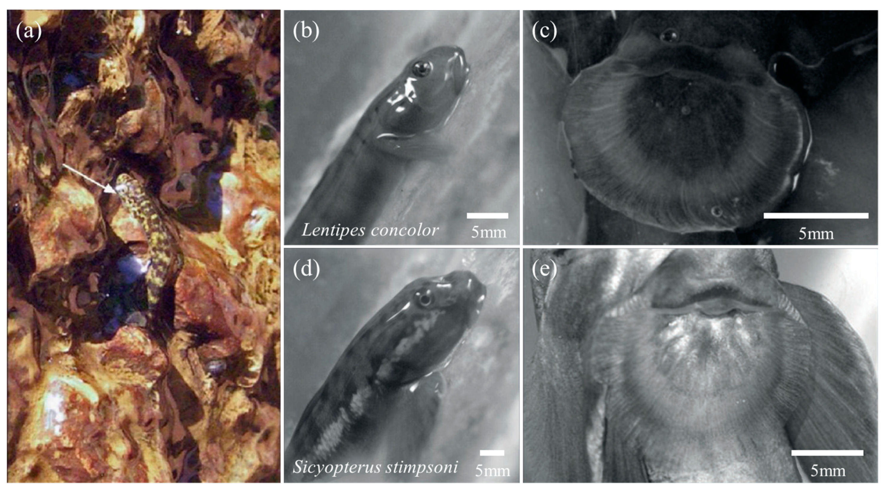 Biomimetics 08 00534 g011 Biomimetics 08 00534 g011