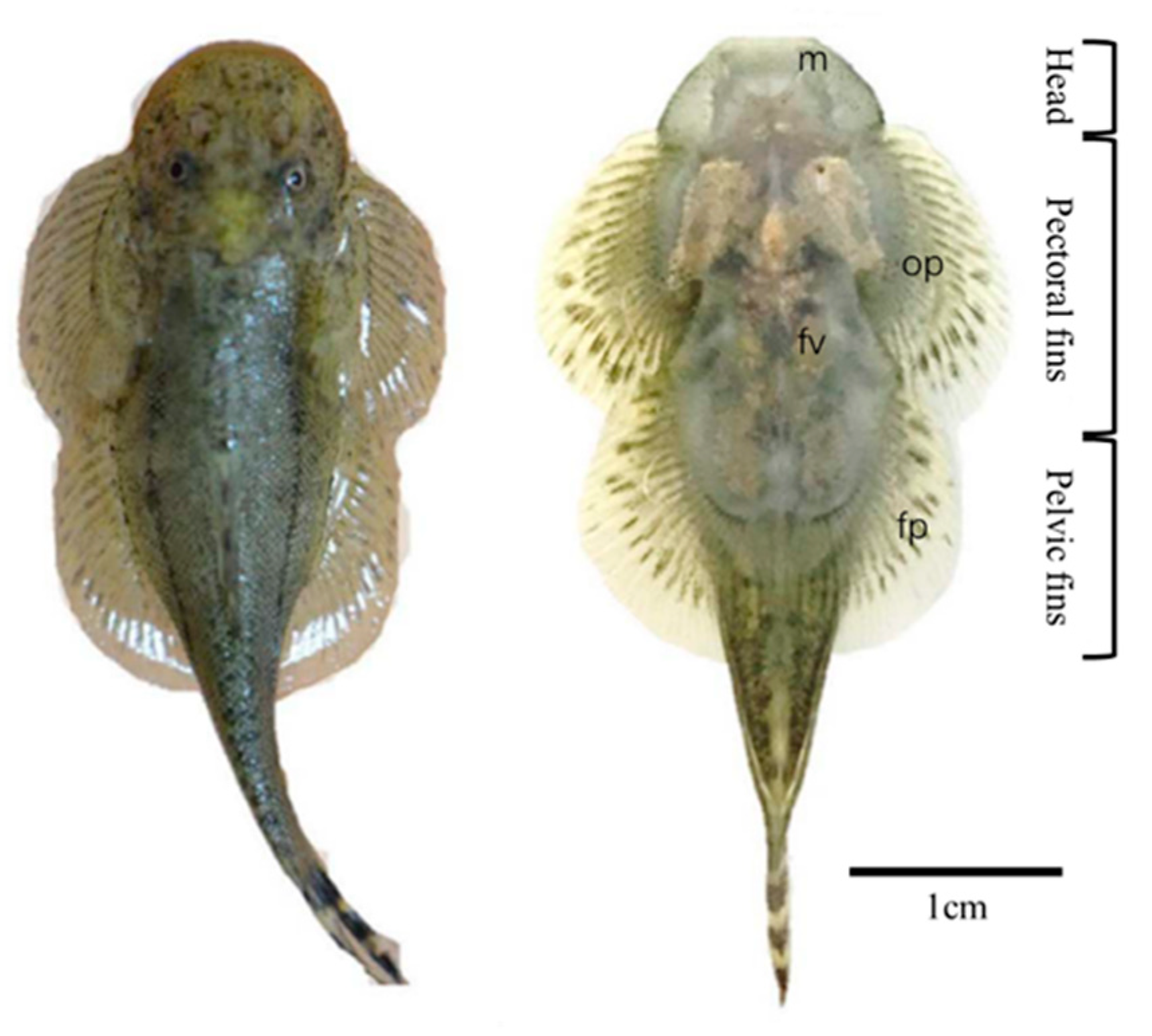Biomimetics 08 00534 g012 Biomimetics 08 00534 g012